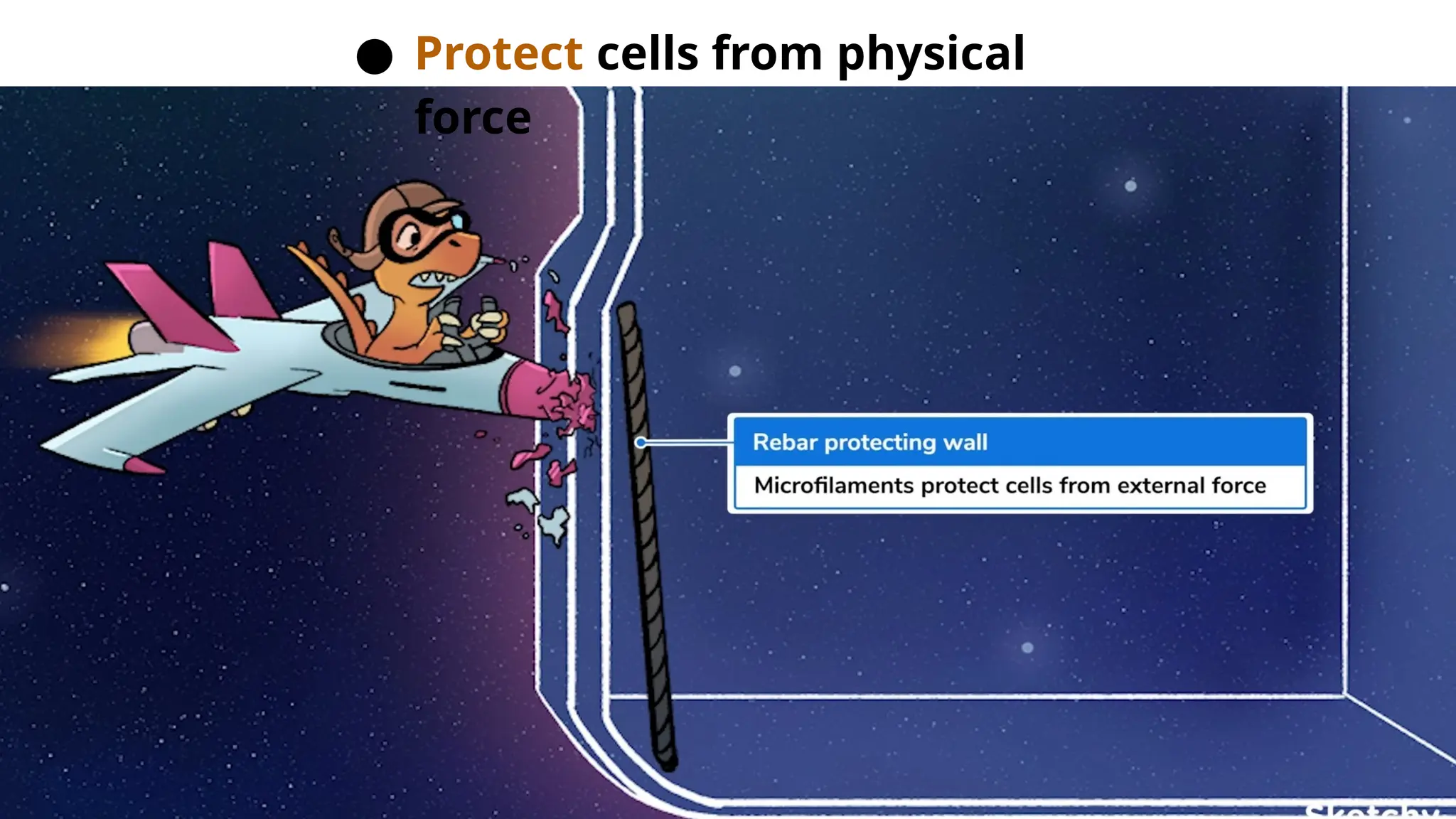● Protect cells from physical
force
 
