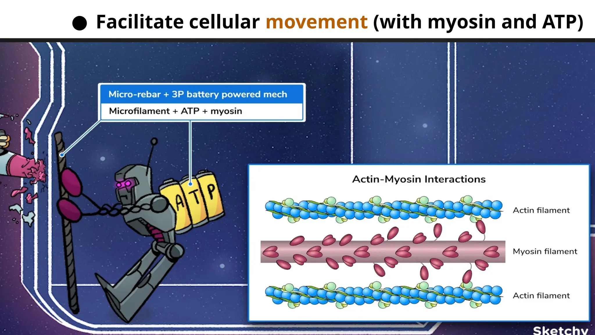 ● Facilitate cellular movement (with myosin and ATP)
 