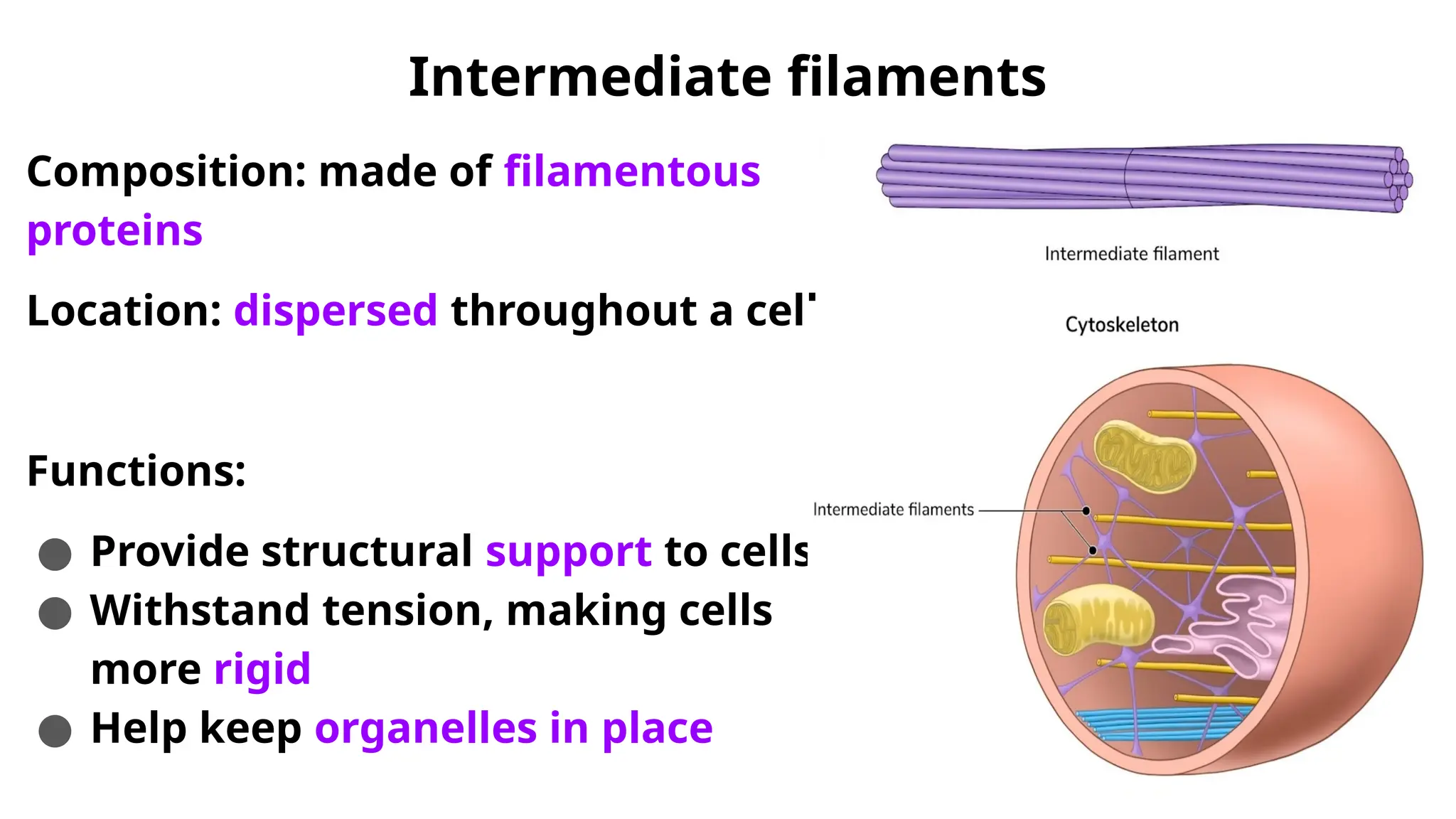 Intermediate filaments
Composition: made of filamentous
proteins
Location: dispersed throughout a cell
Functions:
● Provide structural support to cells
● Withstand tension, making cells
more rigid
● Help keep organelles in place
 
