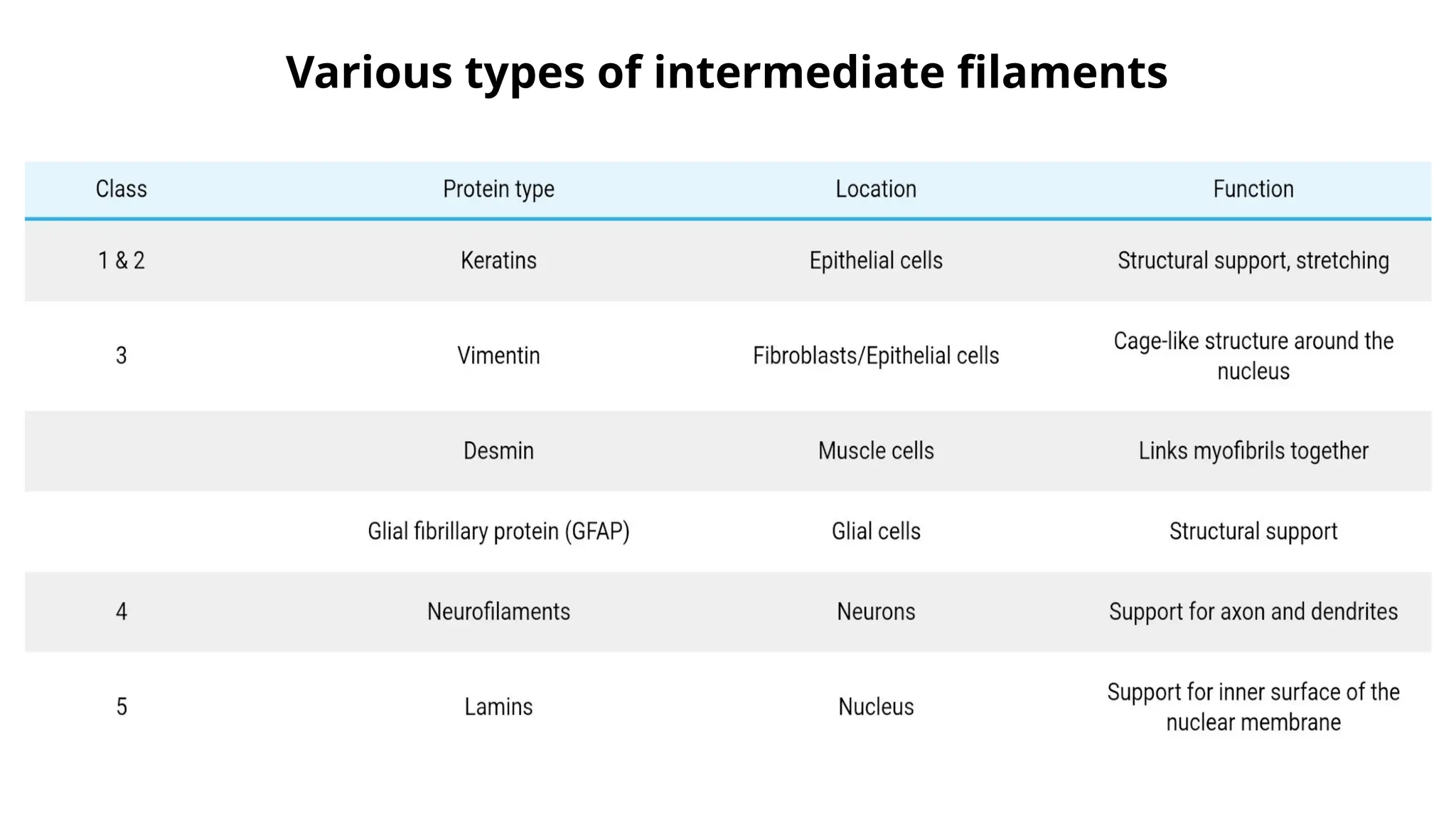 Various types of intermediate filaments
 