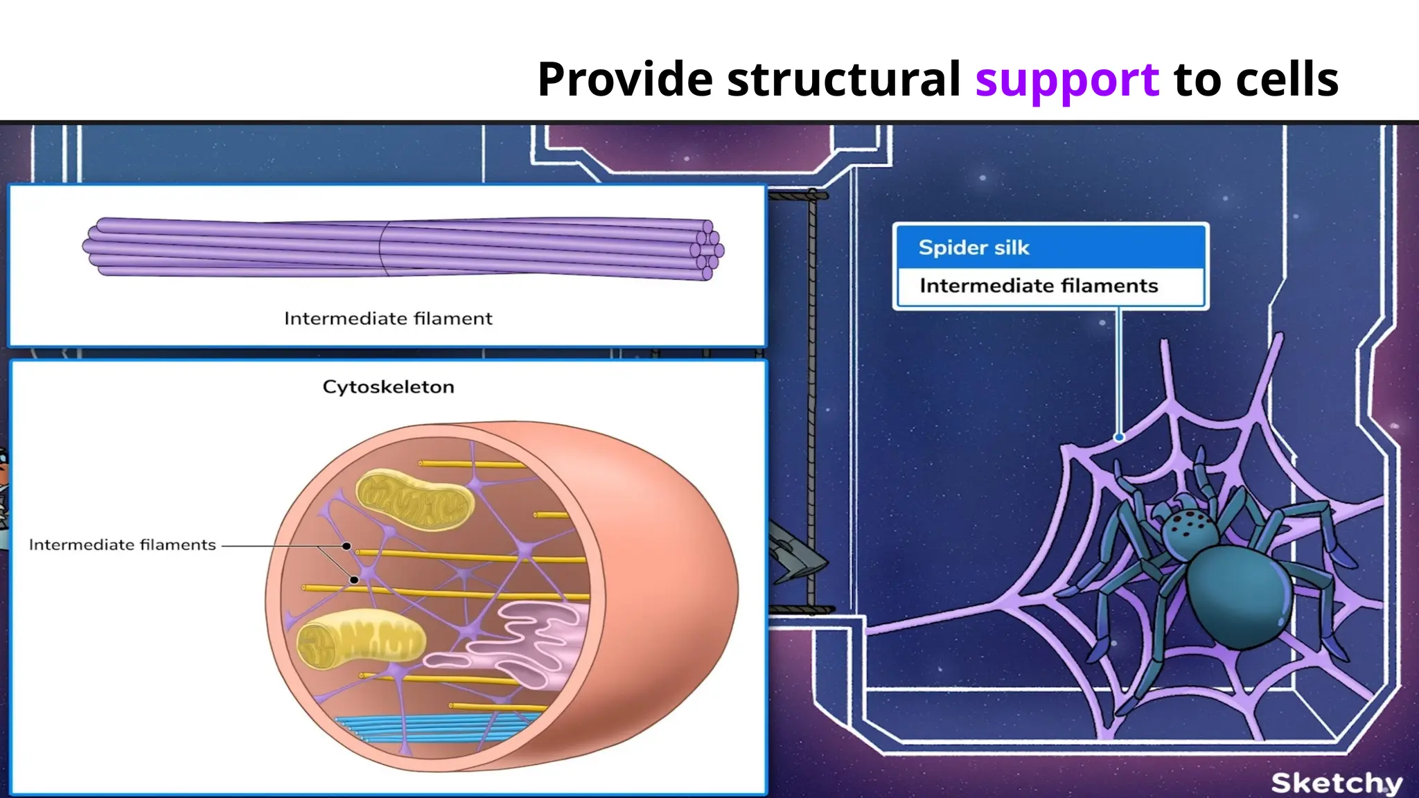 Provide structural support to cells
 