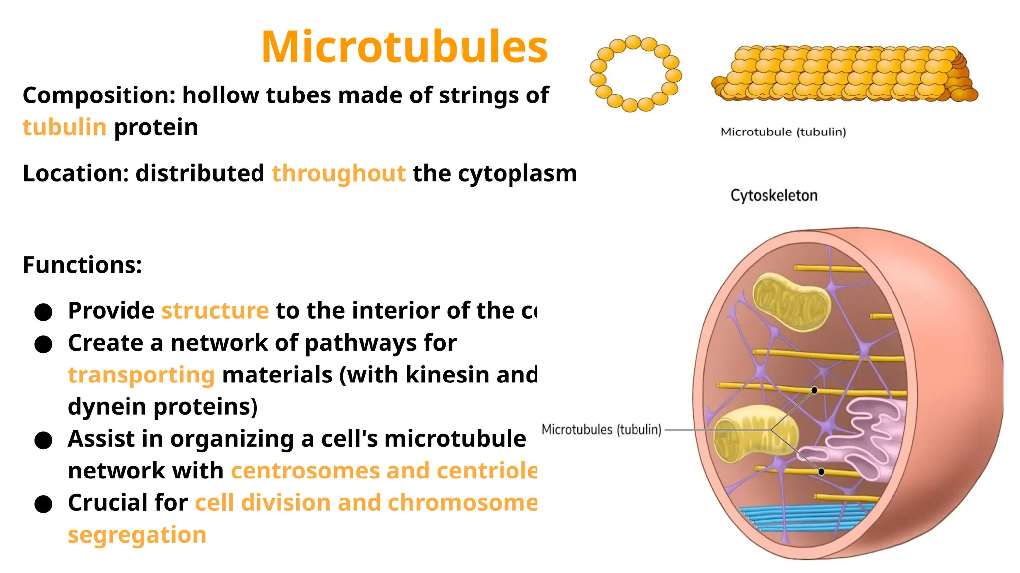 Microtubules
Composition: hollow tubes made of strings of
tubulin protein
Location: distributed throughout the cytoplasm
Functions:
● Provide structure to the interior of the cell
● Create a network of pathways for
transporting materials (with kinesin and
dynein proteins)
● Assist in organizing a cell's microtubule
network with centrosomes and centrioles
● Crucial for cell division and chromosome
segregation
 