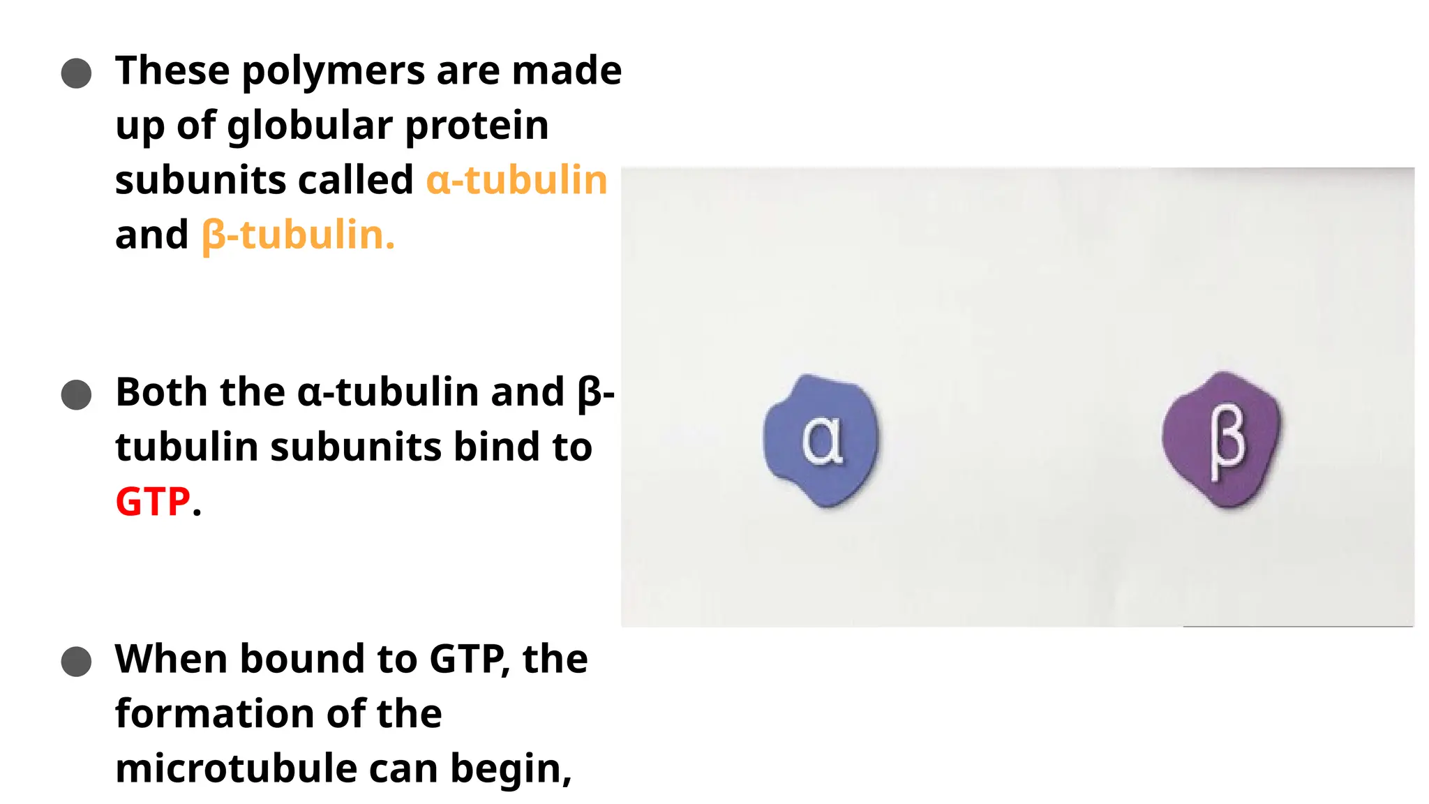 ● These polymers are made
up of globular protein
subunits called α-tubulin
and β-tubulin.
● Both the α-tubulin and β-
tubulin subunits bind to
GTP.
● When bound to GTP, the
formation of the
microtubule can begin,
 