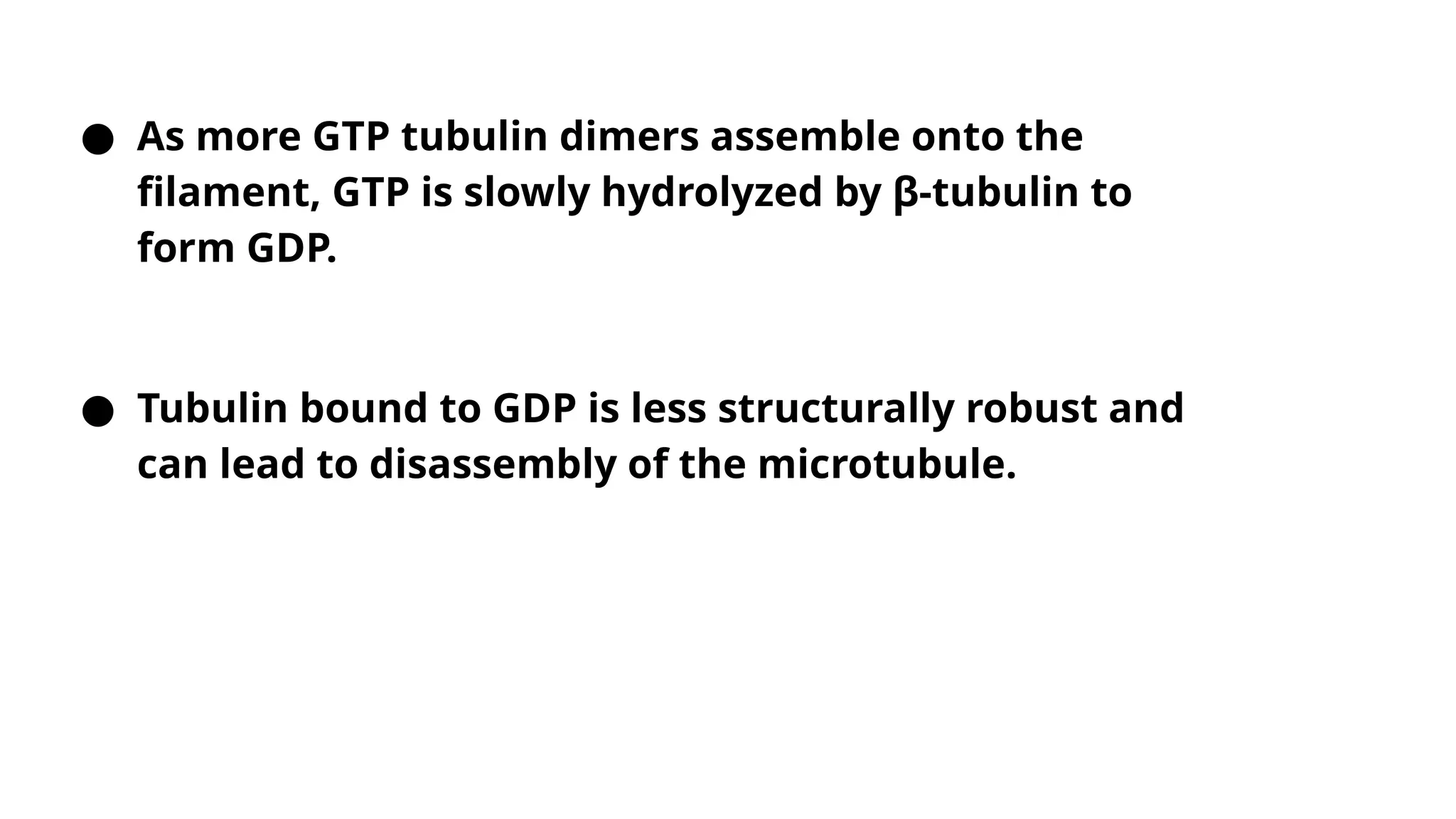 ● As more GTP tubulin dimers assemble onto the
filament, GTP is slowly hydrolyzed by β-tubulin to
form GDP.
● Tubulin bound to GDP is less structurally robust and
can lead to disassembly of the microtubule.
 