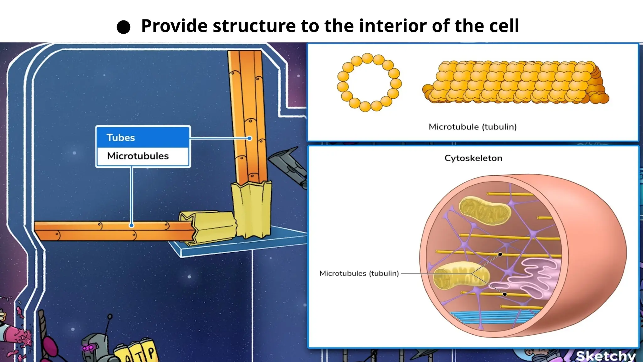 ● Provide structure to the interior of the cell
 