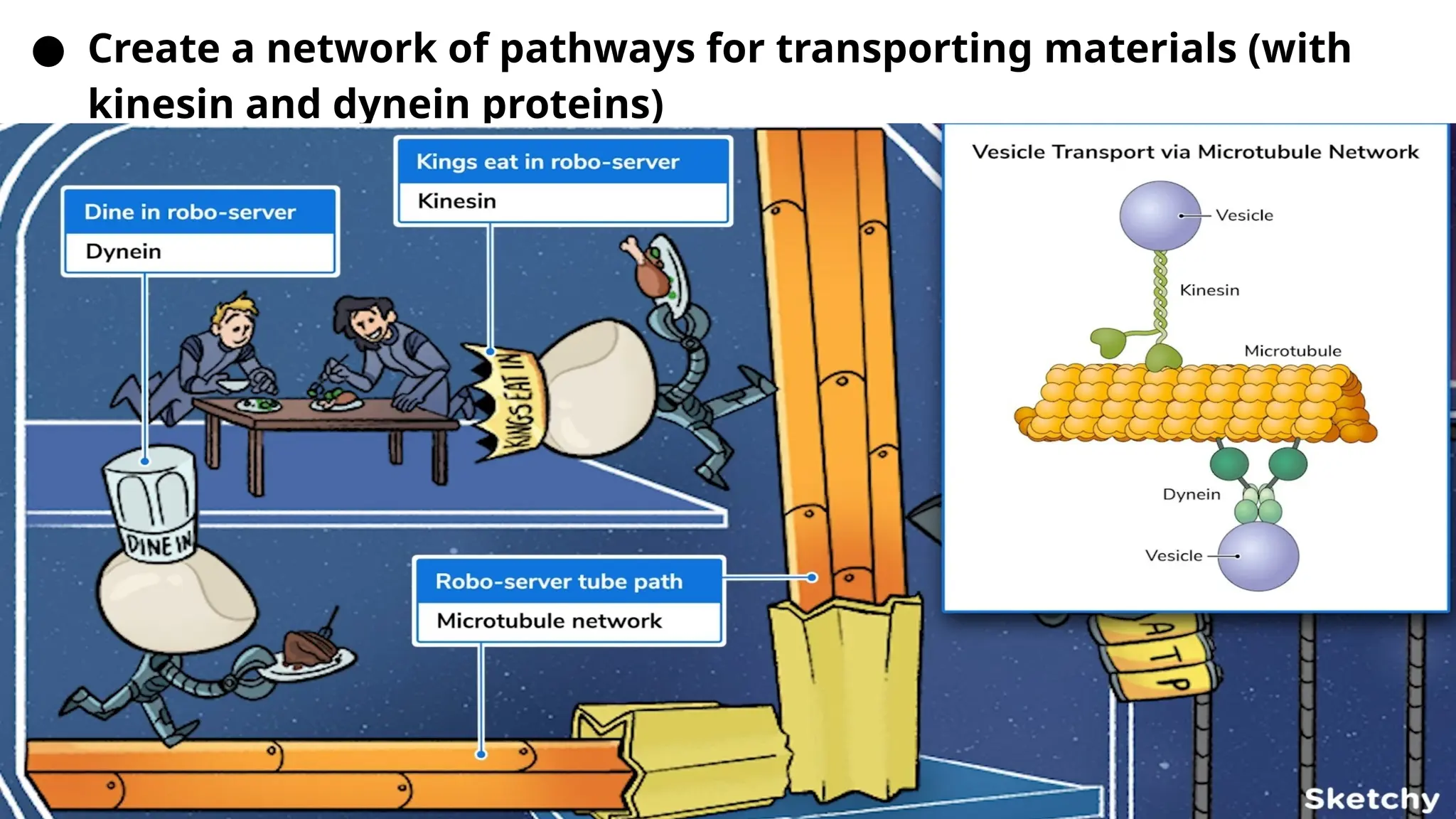 ● Create a network of pathways for transporting materials (with
kinesin and dynein proteins)
 