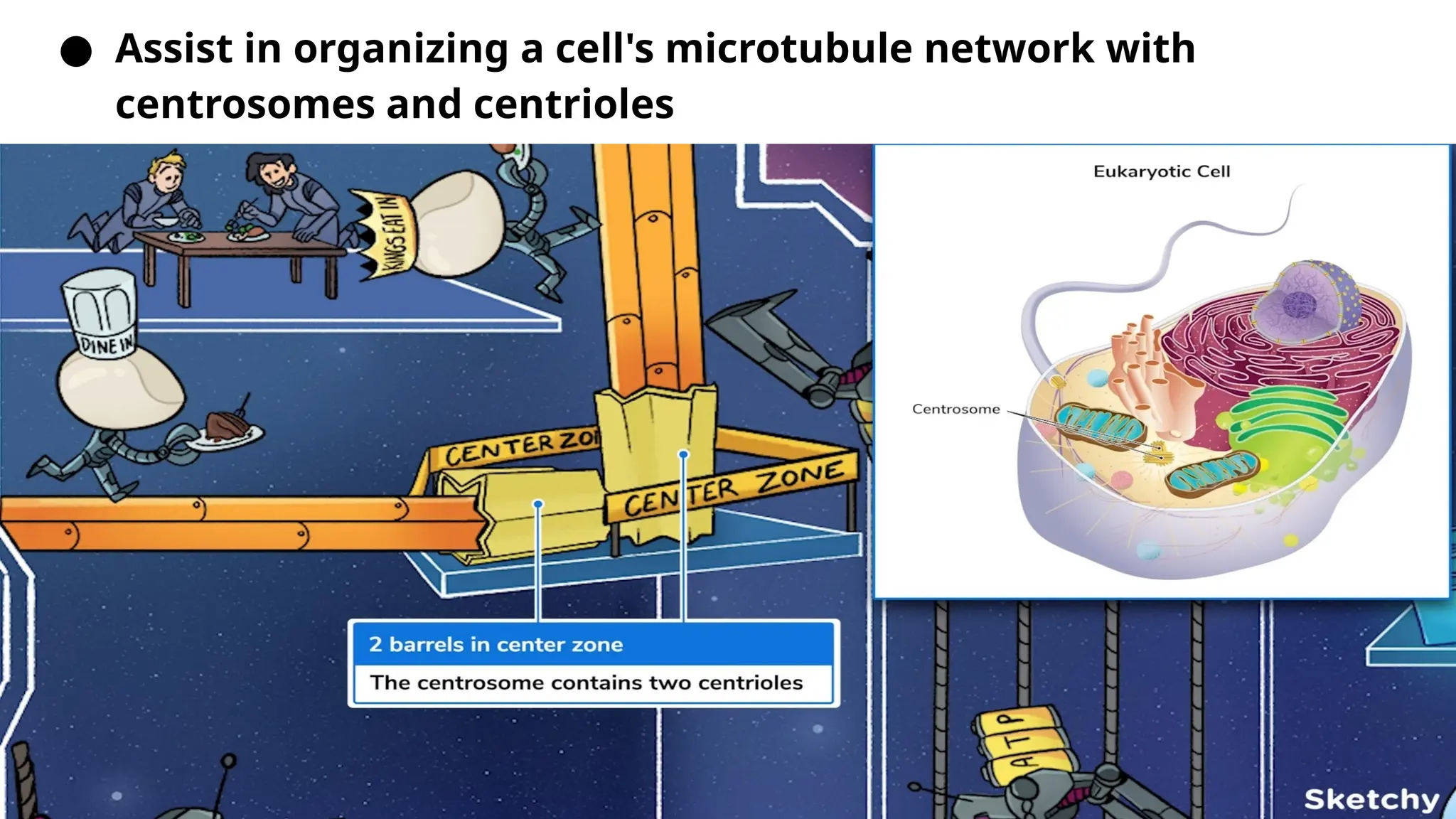● Assist in organizing a cell's microtubule network with
centrosomes and centrioles
 
