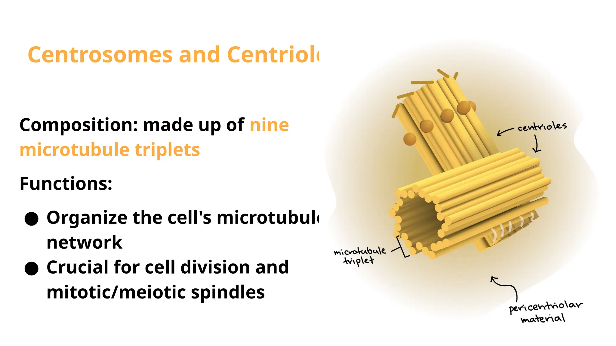 Centrosomes and Centrioles
Composition: made up of nine
microtubule triplets
Functions:
● Organize the cell's microtubule
network
● Crucial for cell division and
mitotic/meiotic spindles
 