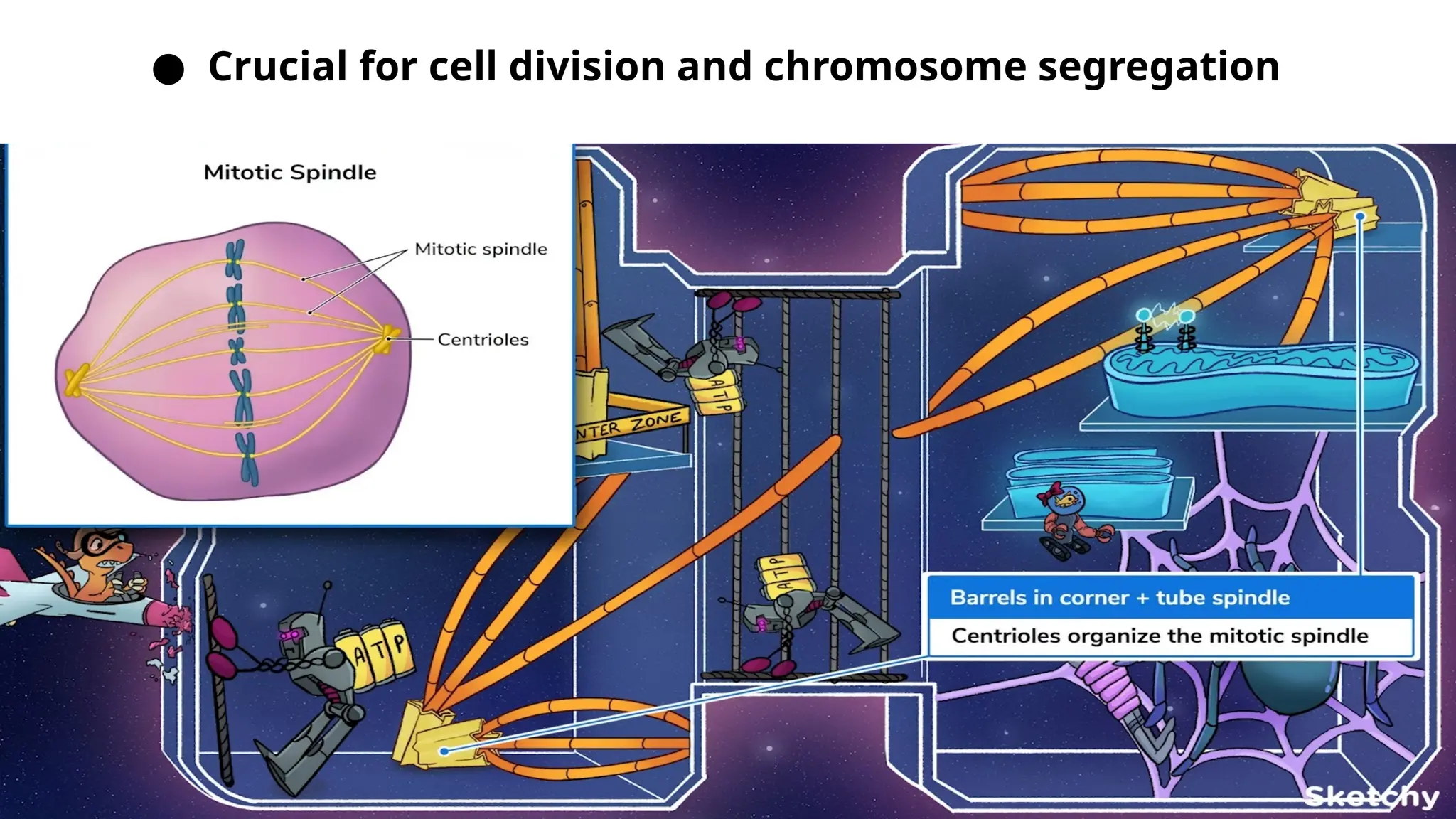 ● Crucial for cell division and chromosome segregation
 