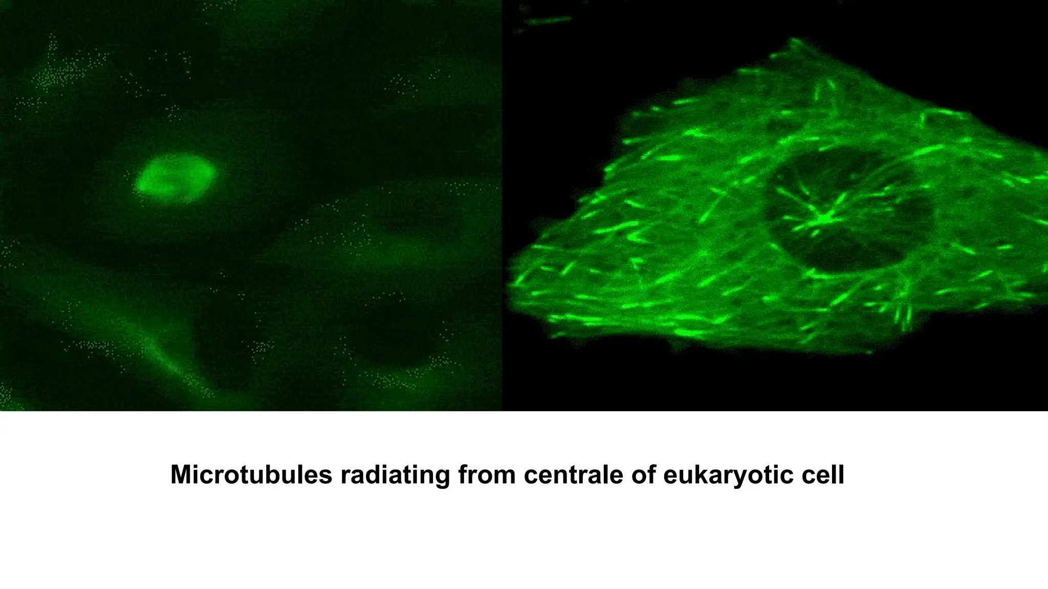 Microtubules radiating from centrale of eukaryotic cell
 