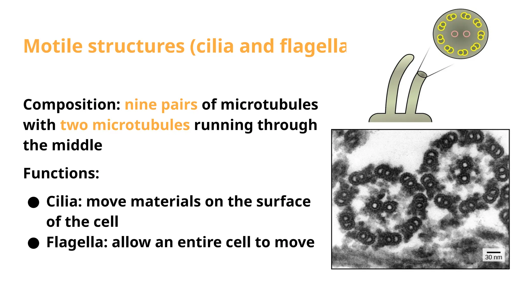 Motile structures (cilia and flagella)
Composition: nine pairs of microtubules
with two microtubules running through
the middle
Functions:
● Cilia: move materials on the surface
of the cell
● Flagella: allow an entire cell to move
 