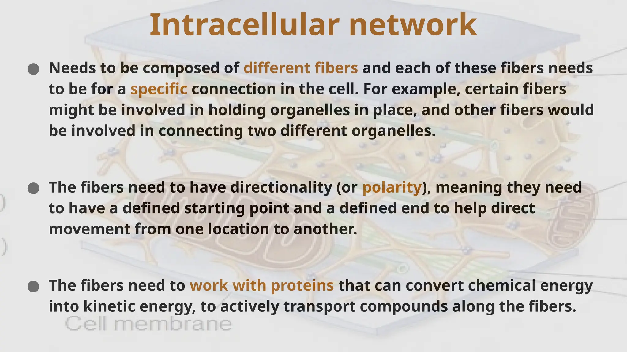 Intracellular network
● Needs to be composed of different fibers and each of these fibers needs
to be for a specific connection in the cell. For example, certain fibers
might be involved in holding organelles in place, and other fibers would
be involved in connecting two different organelles.
● The fibers need to have directionality (or polarity), meaning they need
to have a defined starting point and a defined end to help direct
movement from one location to another.
● The fibers need to work with proteins that can convert chemical energy
into kinetic energy, to actively transport compounds along the fibers.
 