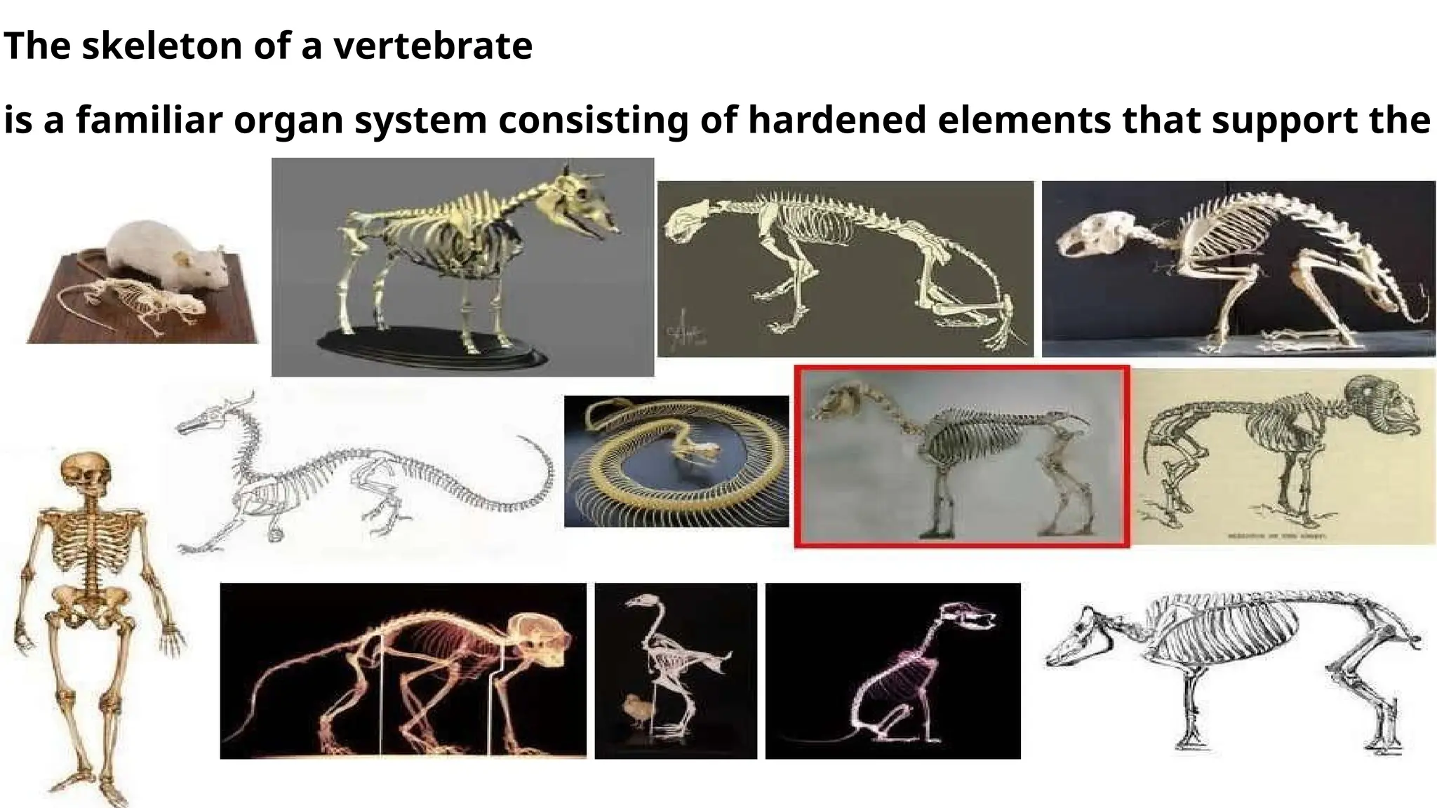 The skeleton of a vertebrate
is a familiar organ system consisting of hardened elements that support the
soft tissues of the body and play a key role in mediating bodily movements.
 