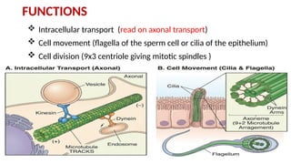 Comprehensive Overview of Cytoskeleton Components and Cell Junctions in ...