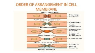 Comprehensive Overview of Cytoskeleton Components and Cell Junctions in ...