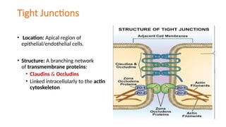 Comprehensive Overview of Cytoskeleton Components and Cell Junctions in ...