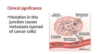 Comprehensive Overview of Cytoskeleton Components and Cell Junctions in ...
