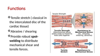 Comprehensive Overview of Cytoskeleton Components and Cell Junctions in ...