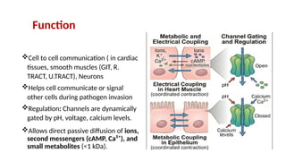 Comprehensive Overview of Cytoskeleton Components and Cell Junctions in ...
