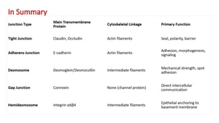 Comprehensive Overview of Cytoskeleton Components and Cell Junctions in ...