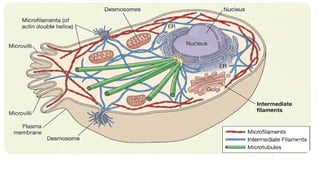 Comprehensive Overview of Cytoskeleton Components and Cell Junctions in ...