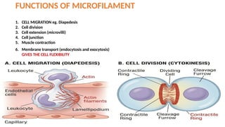Comprehensive Overview of Cytoskeleton Components and Cell Junctions in ...