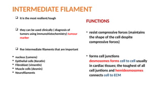 Comprehensive Overview of Cytoskeleton Components and Cell Junctions in ...