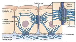 Comprehensive Overview of Cytoskeleton Components and Cell Junctions in ...