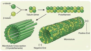 Comprehensive Overview of Cytoskeleton Components and Cell Junctions in ...