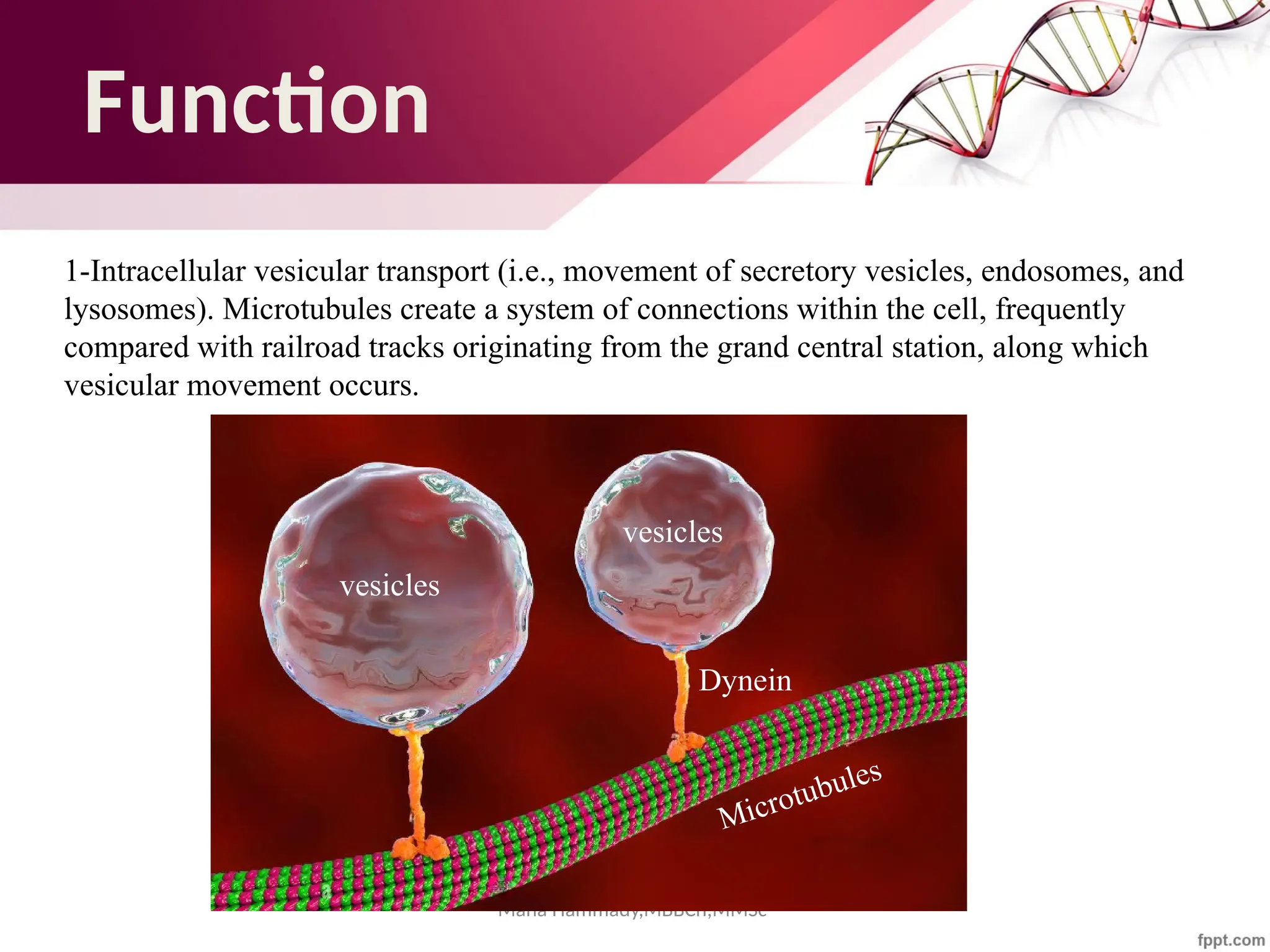 Maha Hammady,MBBCh,MMSc
vesicles
vesicles
Function
1-Intracellular vesicular transport (i.e., movement of secretory vesicles, endosomes, and
lysosomes). Microtubules create a system of connections within the cell, frequently
compared with railroad tracks originating from the grand central station, along which
vesicular movement occurs.
Microtubules
Dynein
 