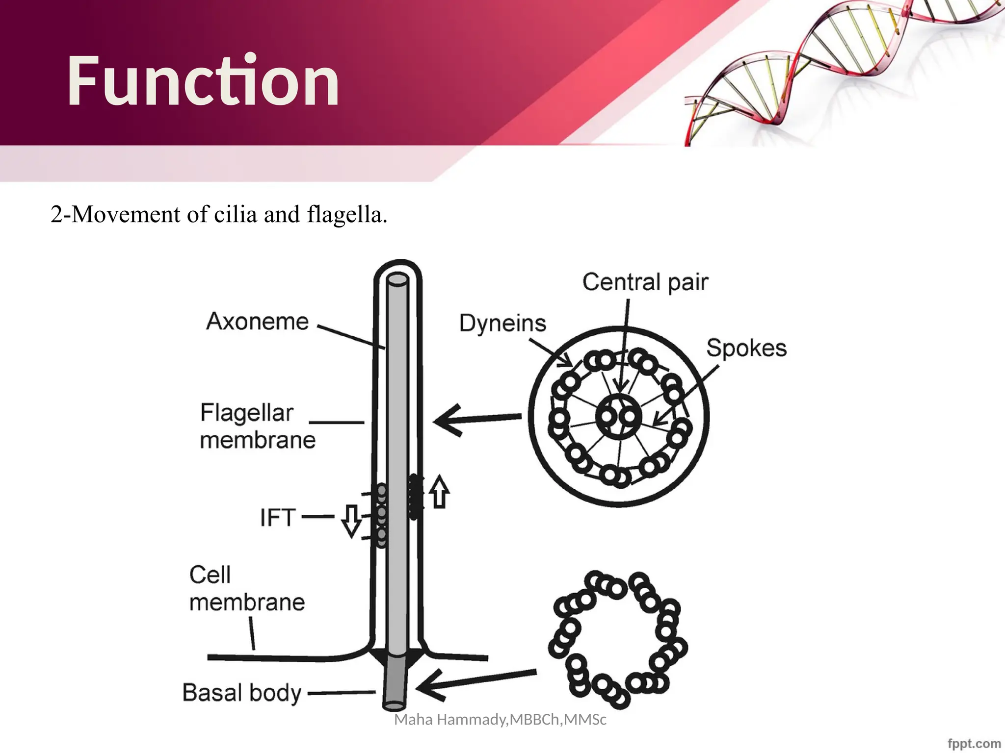 Maha Hammady,MBBCh,MMSc
Function
2-Movement of cilia and flagella.
 