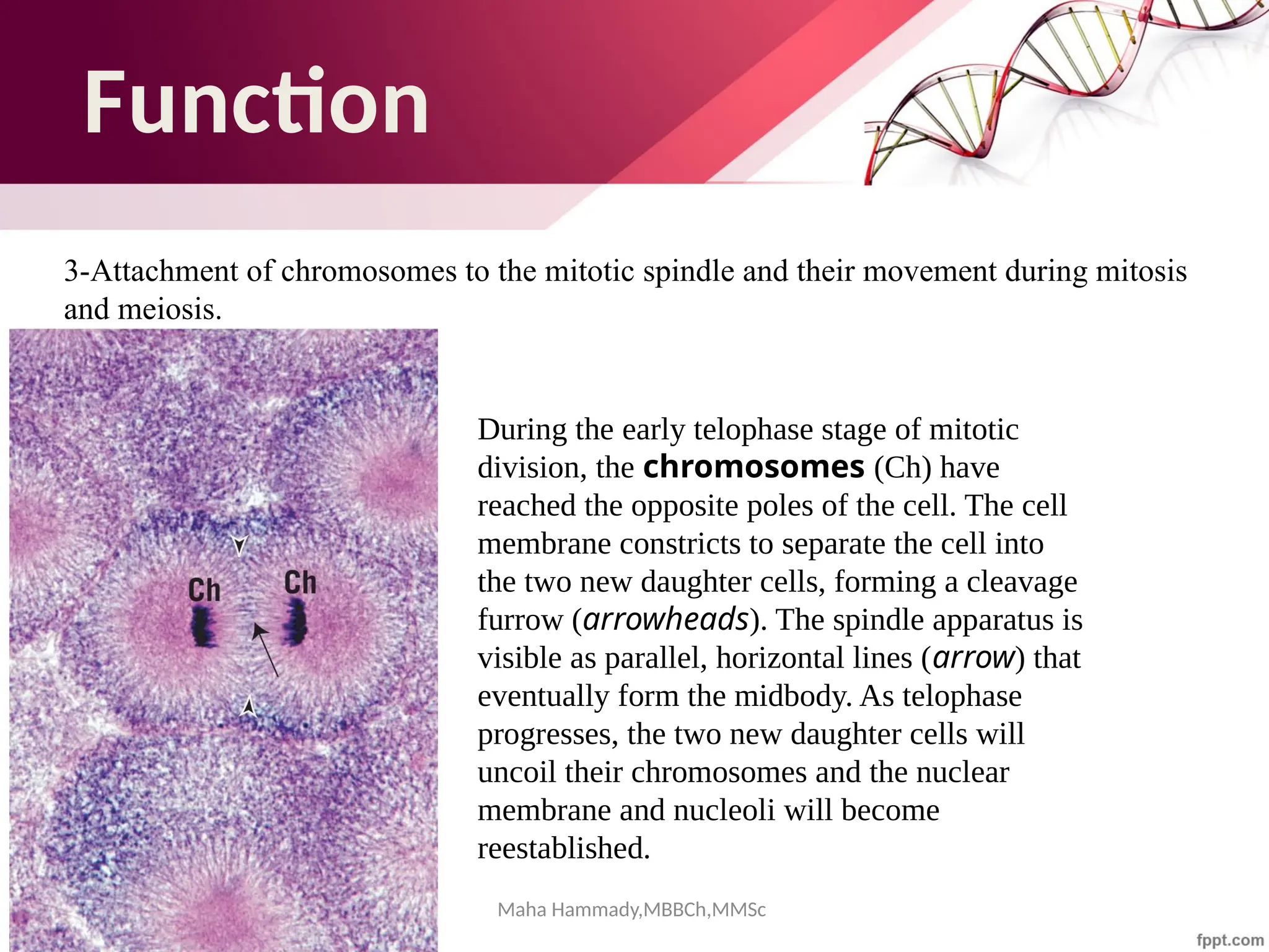 Maha Hammady,MBBCh,MMSc
Function
3-Attachment of chromosomes to the mitotic spindle and their movement during mitosis
and meiosis.
During the early telophase stage of mitotic
division, the chromosomes (Ch) have
reached the opposite poles of the cell. The cell
membrane constricts to separate the cell into
the two new daughter cells, forming a cleavage
furrow (arrowheads). The spindle apparatus is
visible as parallel, horizontal lines (arrow) that
eventually form the midbody. As telophase
progresses, the two new daughter cells will
uncoil their chromosomes and the nuclear
membrane and nucleoli will become
reestablished.
 
