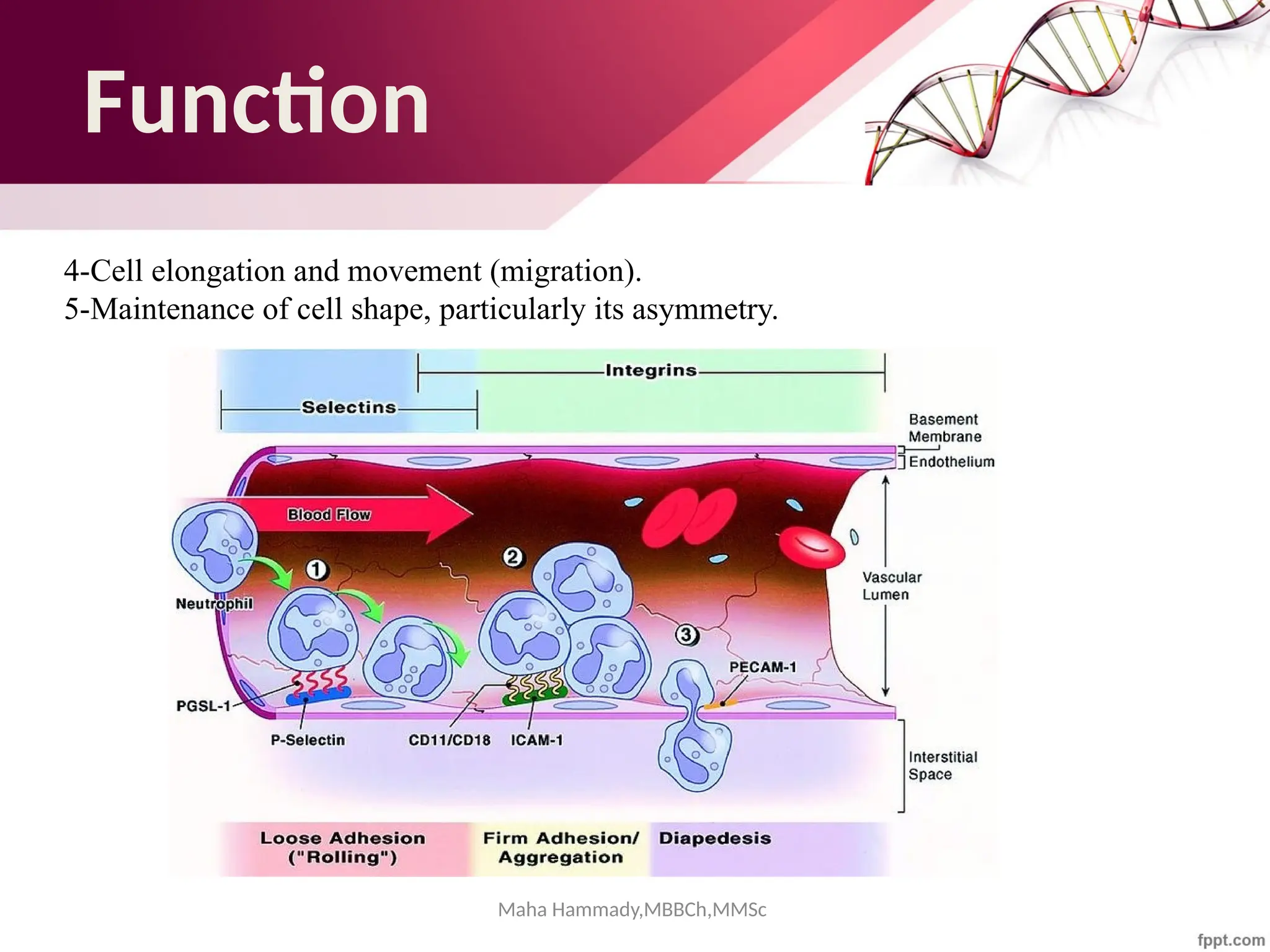 Maha Hammady,MBBCh,MMSc
Function
4-Cell elongation and movement (migration).
5-Maintenance of cell shape, particularly its asymmetry.
 