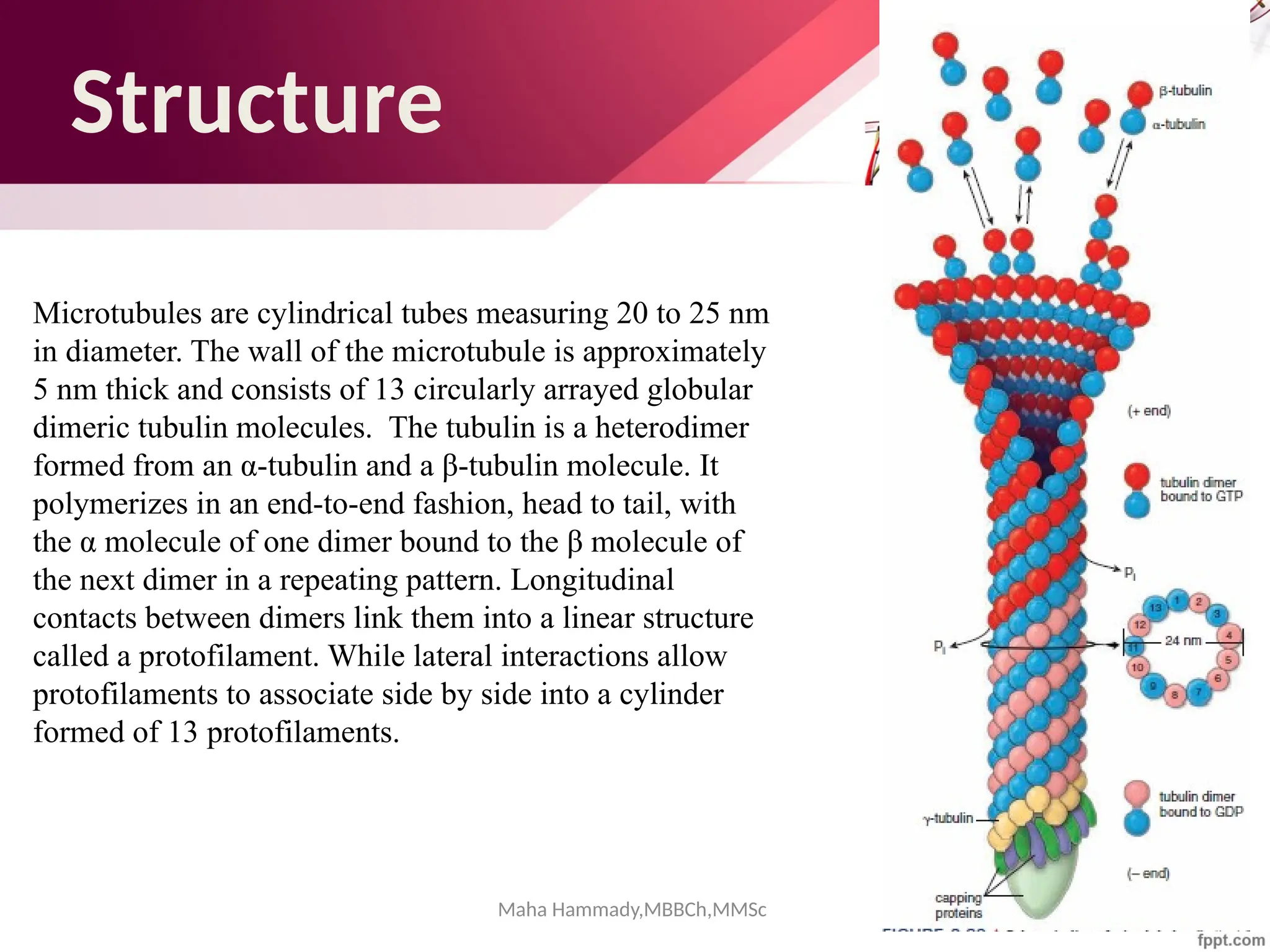 Maha Hammady,MBBCh,MMSc
Structure
Microtubules are cylindrical tubes measuring 20 to 25 nm
in diameter. The wall of the microtubule is approximately
5 nm thick and consists of 13 circularly arrayed globular
dimeric tubulin molecules. The tubulin is a heterodimer
formed from an α-tubulin and a β-tubulin molecule. It
polymerizes in an end-to-end fashion, head to tail, with
the α molecule of one dimer bound to the β molecule of
the next dimer in a repeating pattern. Longitudinal
contacts between dimers link them into a linear structure
called a protofilament. While lateral interactions allow
protofilaments to associate side by side into a cylinder
formed of 13 protofilaments.
 