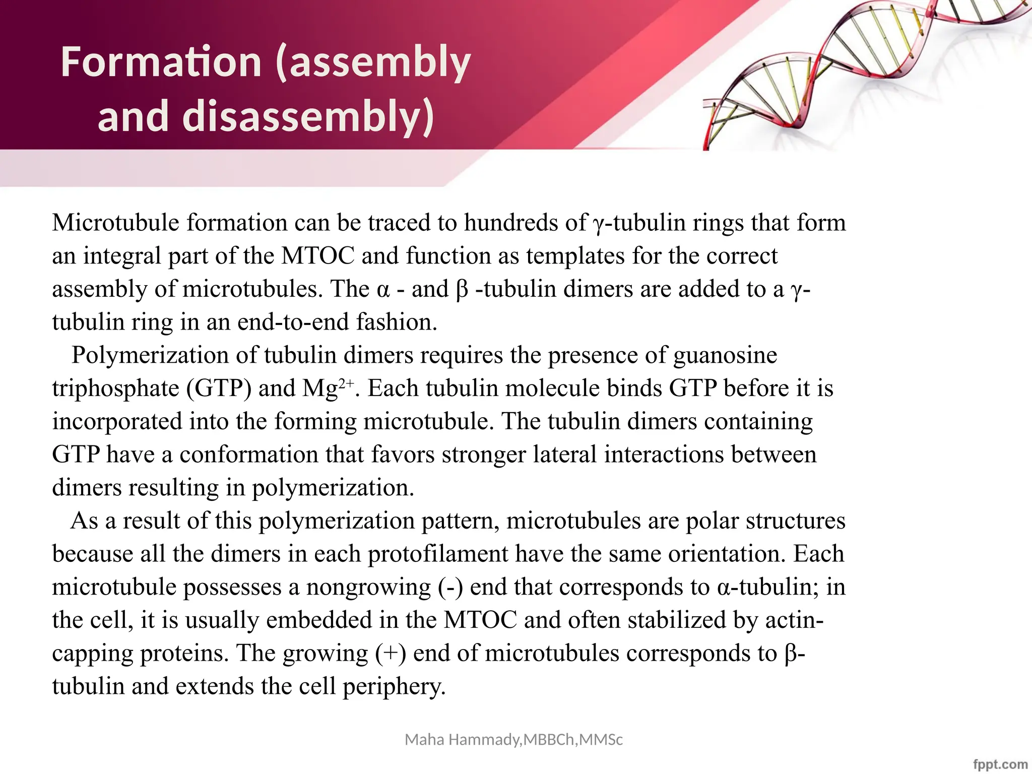 Maha Hammady,MBBCh,MMSc
Formation (assembly
and disassembly)
Microtubule formation can be traced to hundreds of γ-tubulin rings that form
an integral part of the MTOC and function as templates for the correct
assembly of microtubules. The α - and β -tubulin dimers are added to a γ-
tubulin ring in an end-to-end fashion.
Polymerization of tubulin dimers requires the presence of guanosine
triphosphate (GTP) and Mg2+
. Each tubulin molecule binds GTP before it is
incorporated into the forming microtubule. The tubulin dimers containing
GTP have a conformation that favors stronger lateral interactions between
dimers resulting in polymerization.
As a result of this polymerization pattern, microtubules are polar structures
because all the dimers in each protofilament have the same orientation. Each
microtubule possesses a nongrowing (-) end that corresponds to α-tubulin; in
the cell, it is usually embedded in the MTOC and often stabilized by actin-
capping proteins. The growing (+) end of microtubules corresponds to β-
tubulin and extends the cell periphery.
 
