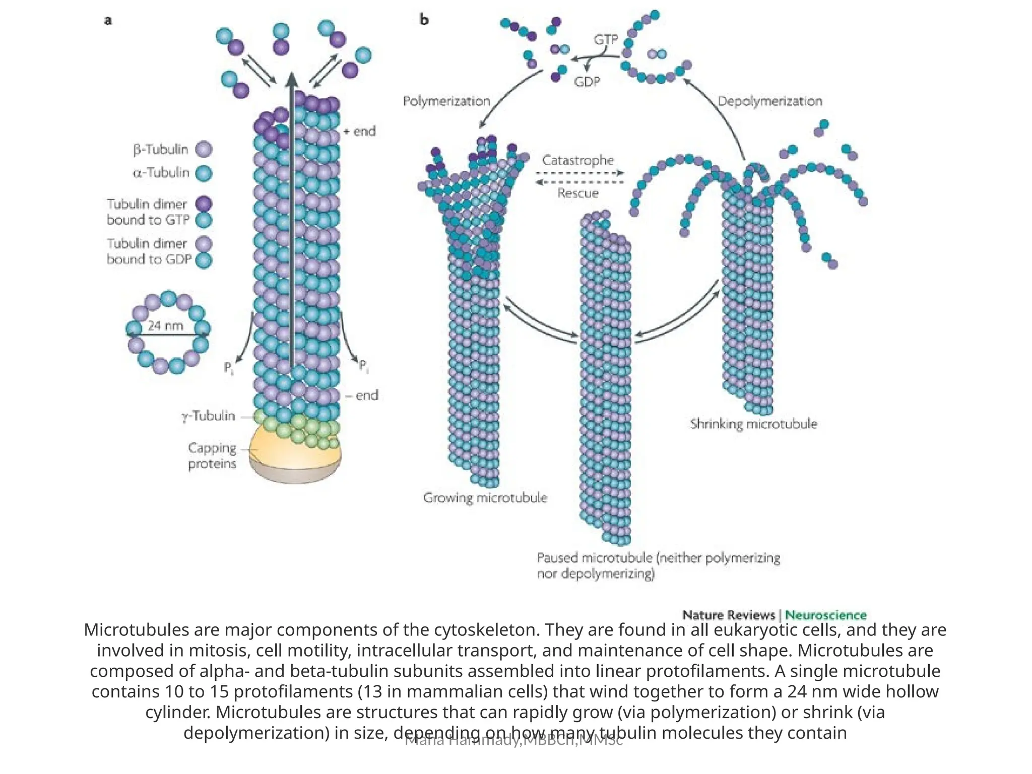 Maha Hammady,MBBCh,MMSc
Microtubules are major components of the cytoskeleton. They are found in all eukaryotic cells, and they are
involved in mitosis, cell motility, intracellular transport, and maintenance of cell shape. Microtubules are
composed of alpha- and beta-tubulin subunits assembled into linear protofilaments. A single microtubule
contains 10 to 15 protofilaments (13 in mammalian cells) that wind together to form a 24 nm wide hollow
cylinder. Microtubules are structures that can rapidly grow (via polymerization) or shrink (via
depolymerization) in size, depending on how many tubulin molecules they contain
 