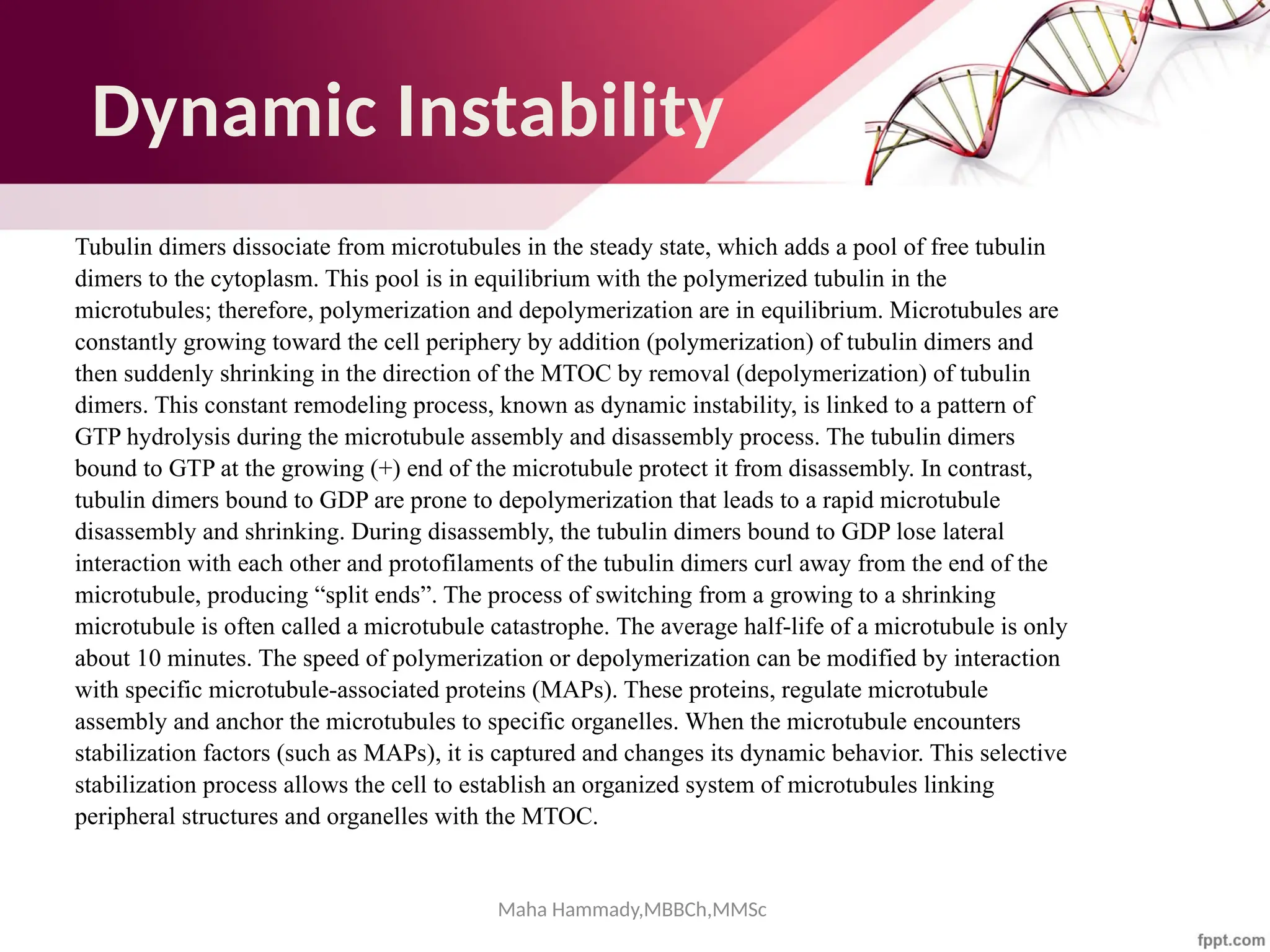 Maha Hammady,MBBCh,MMSc
Dynamic Instability
Tubulin dimers dissociate from microtubules in the steady state, which adds a pool of free tubulin
dimers to the cytoplasm. This pool is in equilibrium with the polymerized tubulin in the
microtubules; therefore, polymerization and depolymerization are in equilibrium. Microtubules are
constantly growing toward the cell periphery by addition (polymerization) of tubulin dimers and
then suddenly shrinking in the direction of the MTOC by removal (depolymerization) of tubulin
dimers. This constant remodeling process, known as dynamic instability, is linked to a pattern of
GTP hydrolysis during the microtubule assembly and disassembly process. The tubulin dimers
bound to GTP at the growing (+) end of the microtubule protect it from disassembly. In contrast,
tubulin dimers bound to GDP are prone to depolymerization that leads to a rapid microtubule
disassembly and shrinking. During disassembly, the tubulin dimers bound to GDP lose lateral
interaction with each other and protofilaments of the tubulin dimers curl away from the end of the
microtubule, producing “split ends”. The process of switching from a growing to a shrinking
microtubule is often called a microtubule catastrophe. The average half-life of a microtubule is only
about 10 minutes. The speed of polymerization or depolymerization can be modified by interaction
with specific microtubule-associated proteins (MAPs). These proteins, regulate microtubule
assembly and anchor the microtubules to specific organelles. When the microtubule encounters
stabilization factors (such as MAPs), it is captured and changes its dynamic behavior. This selective
stabilization process allows the cell to establish an organized system of microtubules linking
peripheral structures and organelles with the MTOC.
 