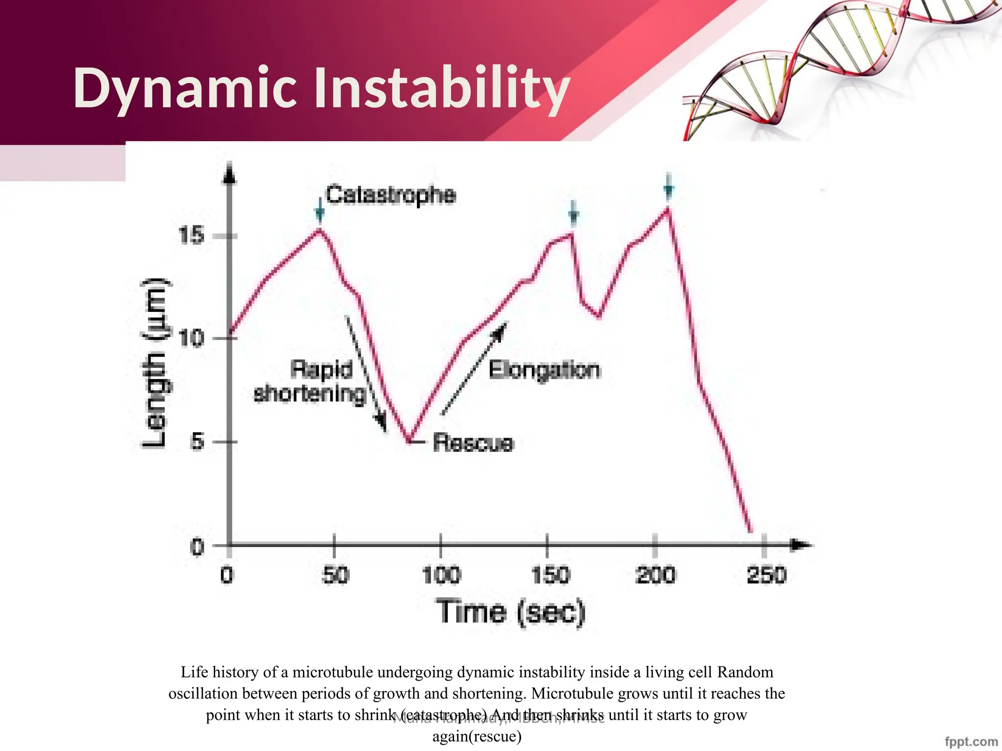 Maha Hammady,MBBCh,MMSc
Life history of a microtubule undergoing dynamic instability inside a living cell Random
oscillation between periods of growth and shortening. Microtubule grows until it reaches the
point when it starts to shrink (catastrophe) And then shrinks until it starts to grow
again(rescue)
Dynamic Instability
 