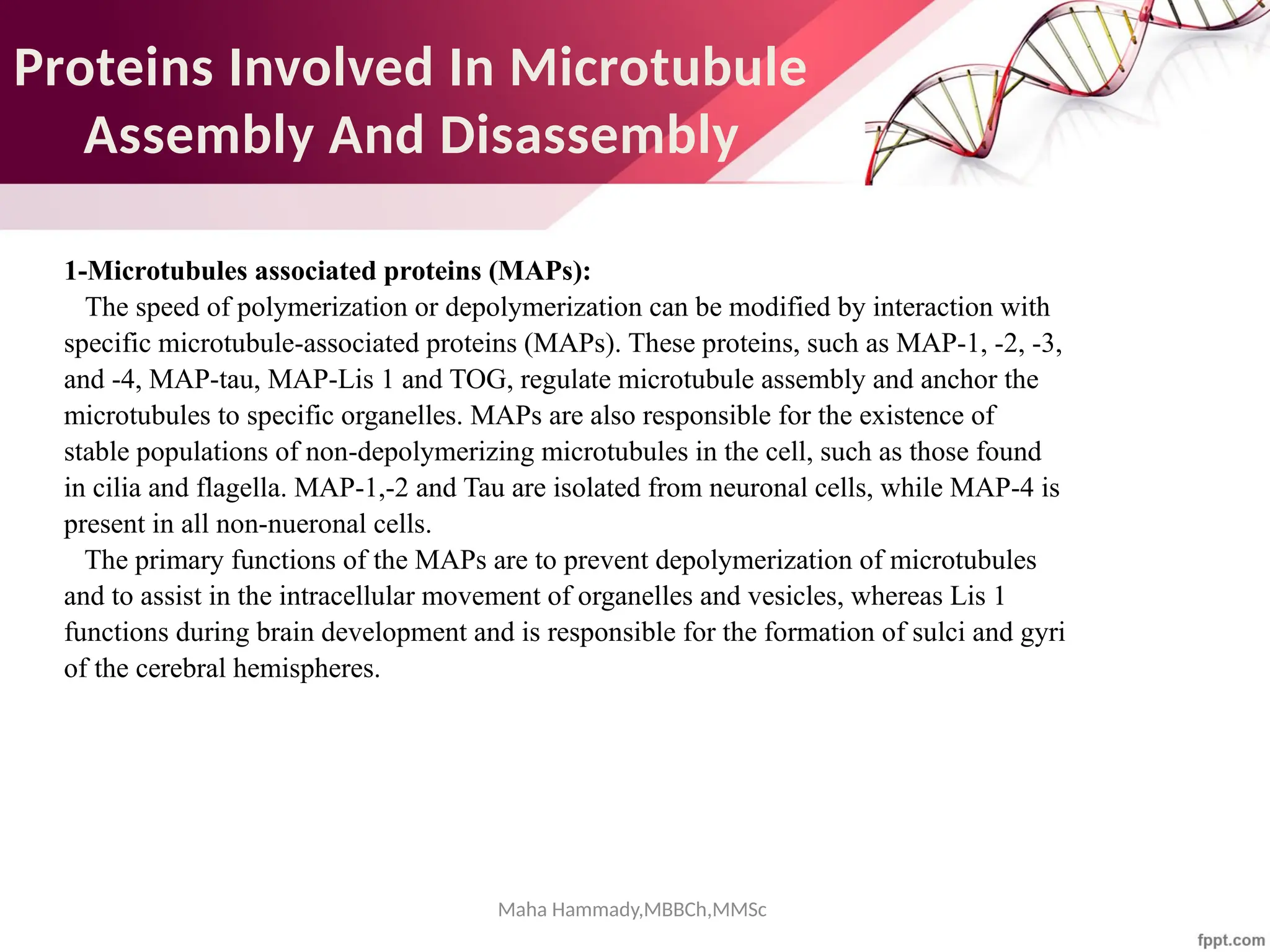 Maha Hammady,MBBCh,MMSc
Proteins Involved In Microtubule
Assembly And Disassembly
1-Microtubules associated proteins (MAPs):
The speed of polymerization or depolymerization can be modified by interaction with
specific microtubule-associated proteins (MAPs). These proteins, such as MAP-1, -2, -3,
and -4, MAP-tau, MAP-Lis 1 and TOG, regulate microtubule assembly and anchor the
microtubules to specific organelles. MAPs are also responsible for the existence of
stable populations of non-depolymerizing microtubules in the cell, such as those found
in cilia and flagella. MAP-1,-2 and Tau are isolated from neuronal cells, while MAP-4 is
present in all non-nueronal cells.
The primary functions of the MAPs are to prevent depolymerization of microtubules
and to assist in the intracellular movement of organelles and vesicles, whereas Lis 1
functions during brain development and is responsible for the formation of sulci and gyri
of the cerebral hemispheres.
 