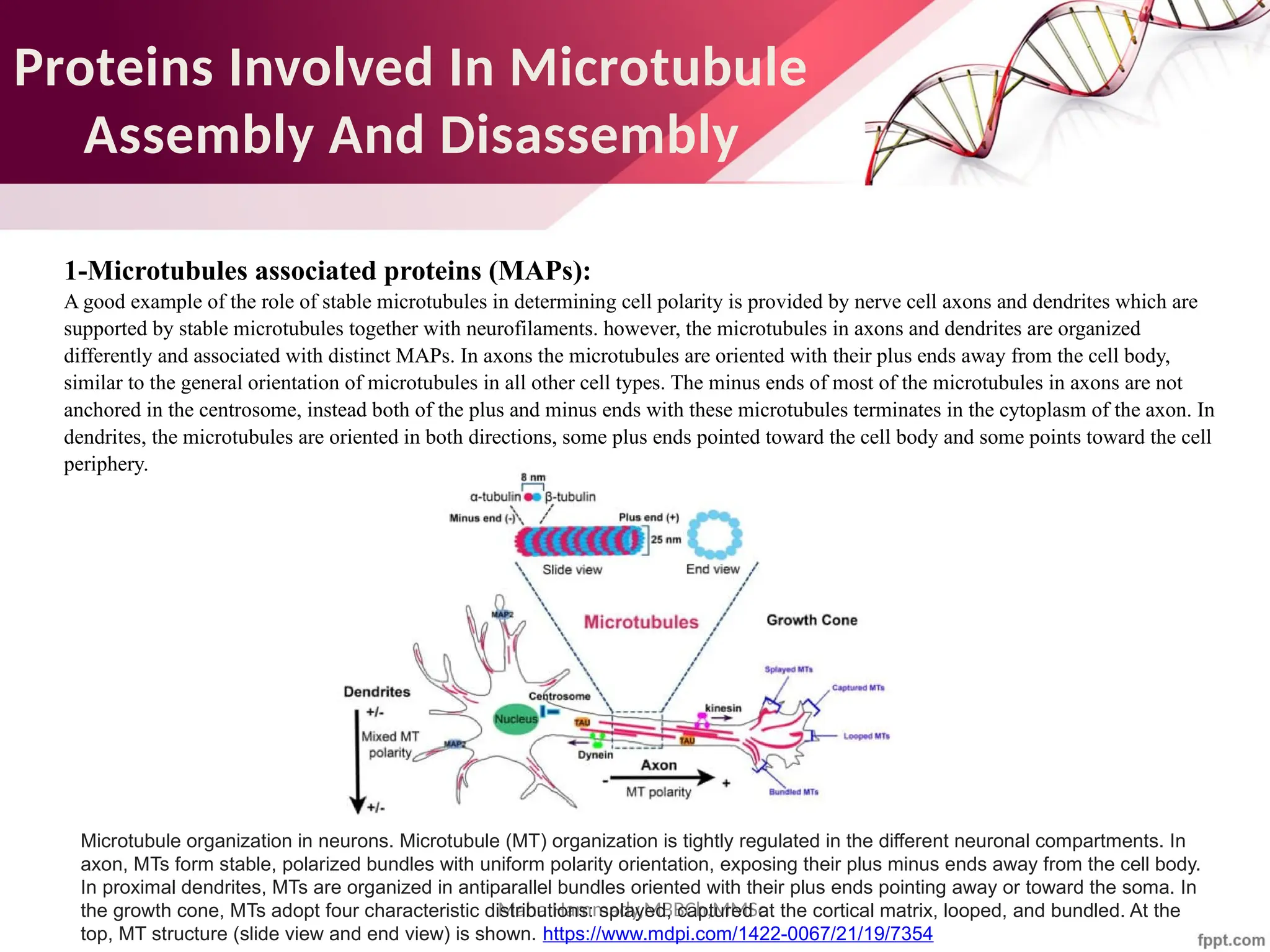 Maha Hammady,MBBCh,MMSc
Proteins Involved In Microtubule
Assembly And Disassembly
1-Microtubules associated proteins (MAPs):
A good example of the role of stable microtubules in determining cell polarity is provided by nerve cell axons and dendrites which are
supported by stable microtubules together with neurofilaments. however, the microtubules in axons and dendrites are organized
differently and associated with distinct MAPs. In axons the microtubules are oriented with their plus ends away from the cell body,
similar to the general orientation of microtubules in all other cell types. The minus ends of most of the microtubules in axons are not
anchored in the centrosome, instead both of the plus and minus ends with these microtubules terminates in the cytoplasm of the axon. In
dendrites, the microtubules are oriented in both directions, some plus ends pointed toward the cell body and some points toward the cell
periphery.
Microtubule organization in neurons. Microtubule (MT) organization is tightly regulated in the different neuronal compartments. In
axon, MTs form stable, polarized bundles with uniform polarity orientation, exposing their plus minus ends away from the cell body.
In proximal dendrites, MTs are organized in antiparallel bundles oriented with their plus ends pointing away or toward the soma. In
the growth cone, MTs adopt four characteristic distributions: splayed, captured at the cortical matrix, looped, and bundled. At the
top, MT structure (slide view and end view) is shown. https://www.mdpi.com/1422-0067/21/19/7354
 
