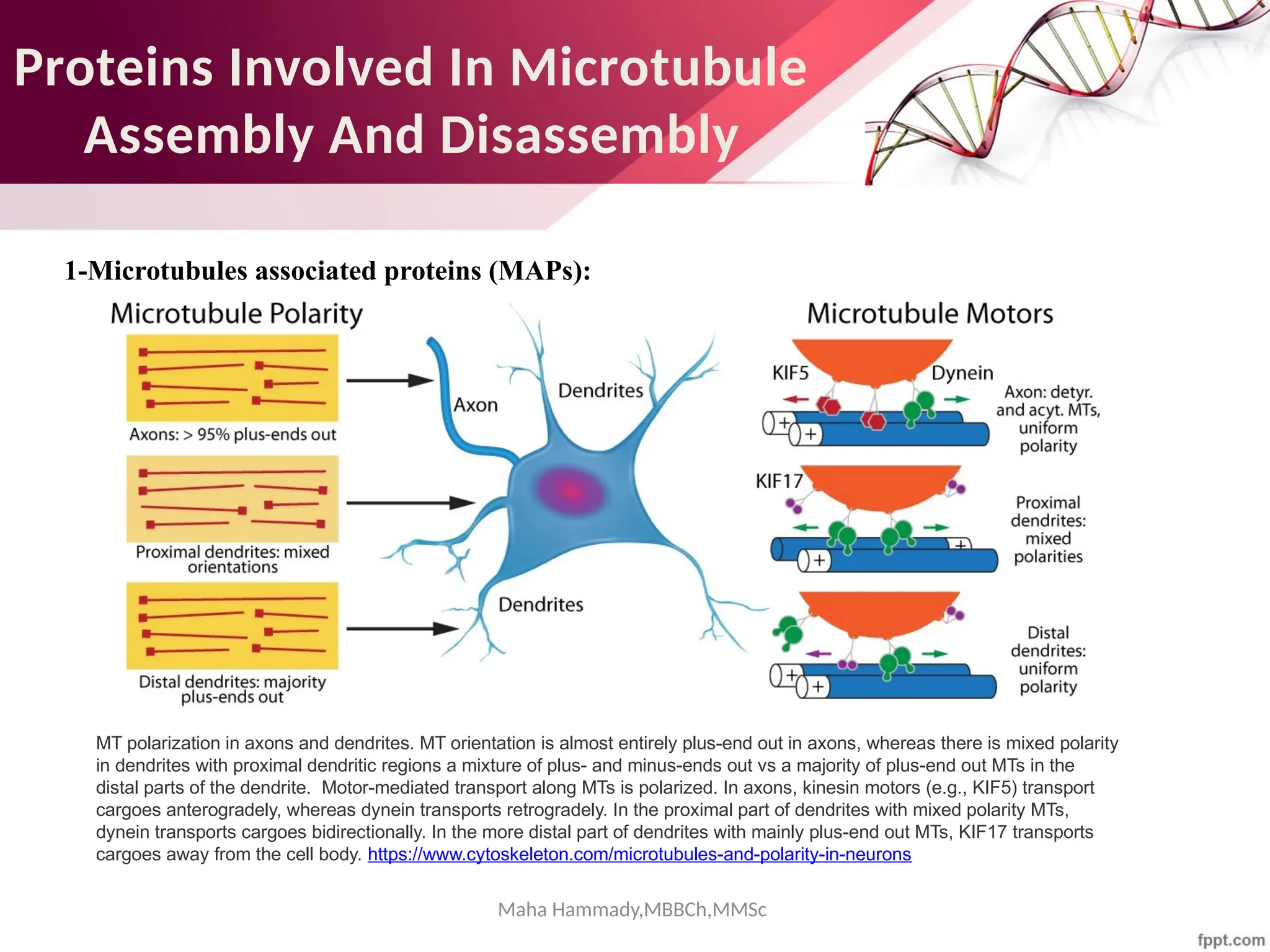 Maha Hammady,MBBCh,MMSc
Proteins Involved In Microtubule
Assembly And Disassembly
1-Microtubules associated proteins (MAPs):
MT polarization in axons and dendrites. MT orientation is almost entirely plus-end out in axons, whereas there is mixed polarity
in dendrites with proximal dendritic regions a mixture of plus- and minus-ends out vs a majority of plus-end out MTs in the
distal parts of the dendrite. Motor-mediated transport along MTs is polarized. In axons, kinesin motors (e.g., KIF5) transport
cargoes anterogradely, whereas dynein transports retrogradely. In the proximal part of dendrites with mixed polarity MTs,
dynein transports cargoes bidirectionally. In the more distal part of dendrites with mainly plus-end out MTs, KIF17 transports
cargoes away from the cell body. https://www.cytoskeleton.com/microtubules-and-polarity-in-neurons
 