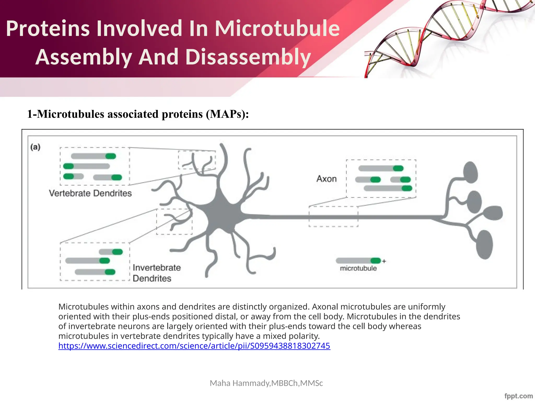 Maha Hammady,MBBCh,MMSc
Proteins Involved In Microtubule
Assembly And Disassembly
1-Microtubules associated proteins (MAPs):
Microtubules within axons and dendrites are distinctly organized. Axonal microtubules are uniformly
oriented with their plus-ends positioned distal, or away from the cell body. Microtubules in the dendrites
of invertebrate neurons are largely oriented with their plus-ends toward the cell body whereas
microtubules in vertebrate dendrites typically have a mixed polarity.
https://www.sciencedirect.com/science/article/pii/S0959438818302745
 