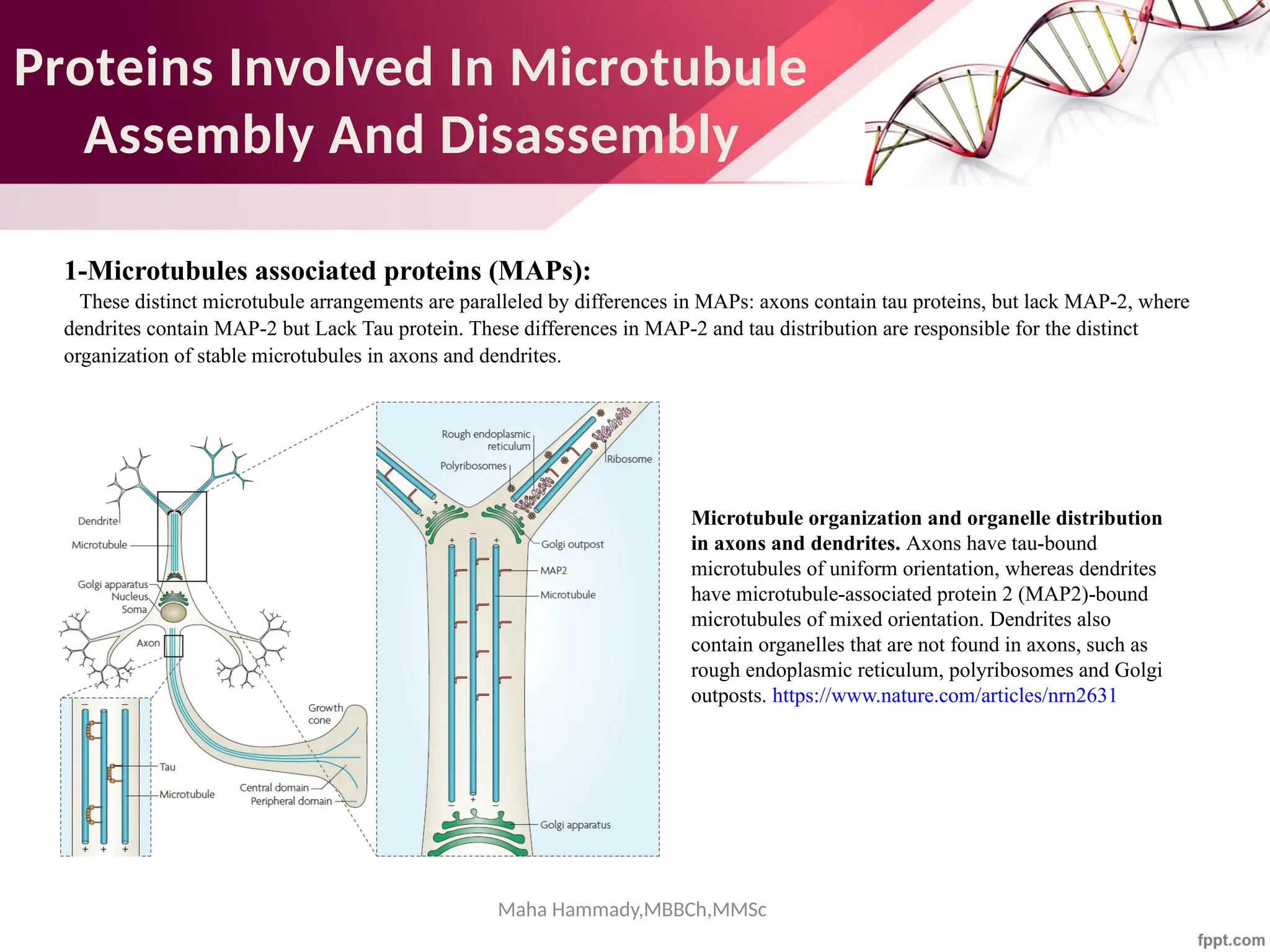 Maha Hammady,MBBCh,MMSc
Proteins Involved In Microtubule
Assembly And Disassembly
1-Microtubules associated proteins (MAPs):
These distinct microtubule arrangements are paralleled by differences in MAPs: axons contain tau proteins, but lack MAP-2, where
dendrites contain MAP-2 but Lack Tau protein. These differences in MAP-2 and tau distribution are responsible for the distinct
organization of stable microtubules in axons and dendrites.
Microtubule organization and organelle distribution
in axons and dendrites. Axons have tau-bound
microtubules of uniform orientation, whereas dendrites
have microtubule-associated protein 2 (MAP2)-bound
microtubules of mixed orientation. Dendrites also
contain organelles that are not found in axons, such as
rough endoplasmic reticulum, polyribosomes and Golgi
outposts. https://www.nature.com/articles/nrn2631
 
