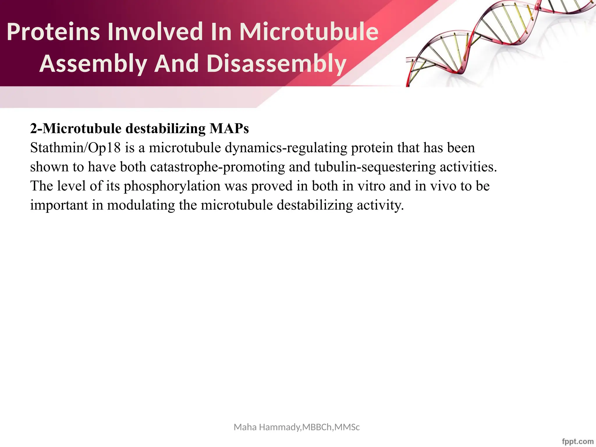 Maha Hammady,MBBCh,MMSc
Proteins Involved In Microtubule
Assembly And Disassembly
2-Microtubule destabilizing MAPs
Stathmin/Op18 is a microtubule dynamics-regulating protein that has been
shown to have both catastrophe-promoting and tubulin-sequestering activities.
The level of its phosphorylation was proved in both in vitro and in vivo to be
important in modulating the microtubule destabilizing activity.
 