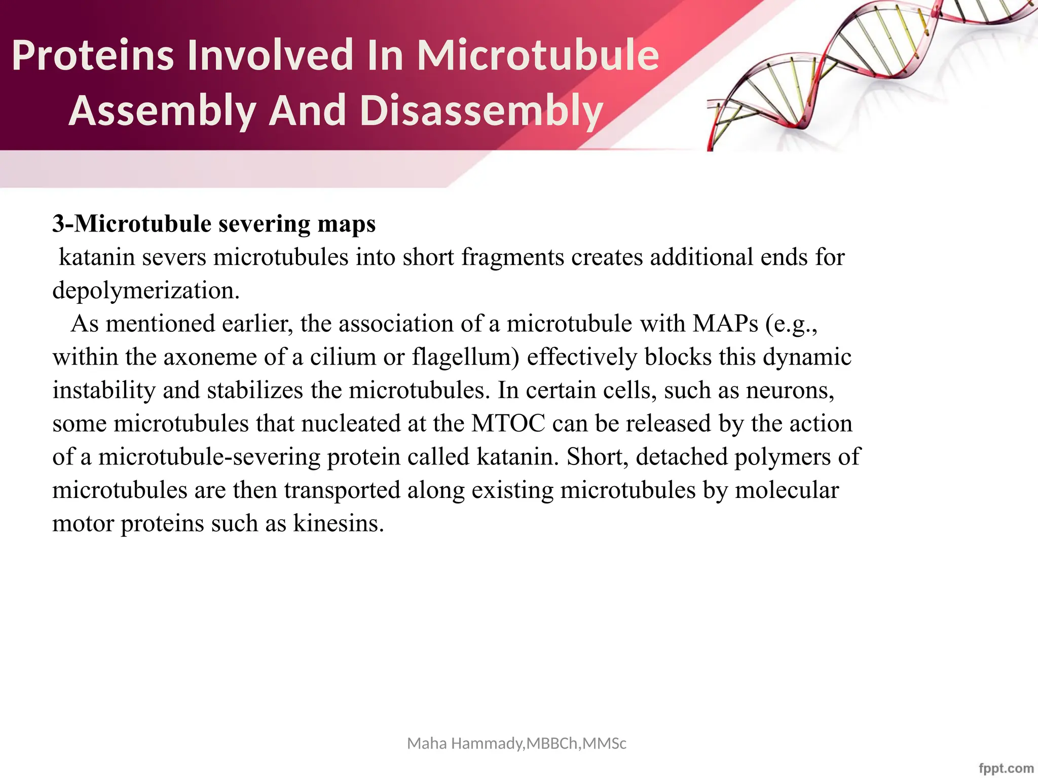 Maha Hammady,MBBCh,MMSc
Proteins Involved In Microtubule
Assembly And Disassembly
3-Microtubule severing maps
katanin severs microtubules into short fragments creates additional ends for
depolymerization.
As mentioned earlier, the association of a microtubule with MAPs (e.g.,
within the axoneme of a cilium or flagellum) effectively blocks this dynamic
instability and stabilizes the microtubules. In certain cells, such as neurons,
some microtubules that nucleated at the MTOC can be released by the action
of a microtubule-severing protein called katanin. Short, detached polymers of
microtubules are then transported along existing microtubules by molecular
motor proteins such as kinesins.
 