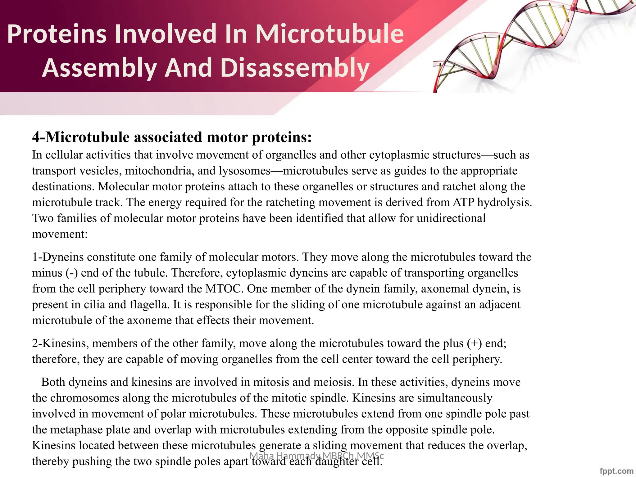 Maha Hammady,MBBCh,MMSc
Proteins Involved In Microtubule
Assembly And Disassembly
4-Microtubule associated motor proteins:
In cellular activities that involve movement of organelles and other cytoplasmic structures—such as
transport vesicles, mitochondria, and lysosomes—microtubules serve as guides to the appropriate
destinations. Molecular motor proteins attach to these organelles or structures and ratchet along the
microtubule track. The energy required for the ratcheting movement is derived from ATP hydrolysis.
Two families of molecular motor proteins have been identified that allow for unidirectional
movement:
1-Dyneins constitute one family of molecular motors. They move along the microtubules toward the
minus (-) end of the tubule. Therefore, cytoplasmic dyneins are capable of transporting organelles
from the cell periphery toward the MTOC. One member of the dynein family, axonemal dynein, is
present in cilia and flagella. It is responsible for the sliding of one microtubule against an adjacent
microtubule of the axoneme that effects their movement.
2-Kinesins, members of the other family, move along the microtubules toward the plus (+) end;
therefore, they are capable of moving organelles from the cell center toward the cell periphery.
Both dyneins and kinesins are involved in mitosis and meiosis. In these activities, dyneins move
the chromosomes along the microtubules of the mitotic spindle. Kinesins are simultaneously
involved in movement of polar microtubules. These microtubules extend from one spindle pole past
the metaphase plate and overlap with microtubules extending from the opposite spindle pole.
Kinesins located between these microtubules generate a sliding movement that reduces the overlap,
thereby pushing the two spindle poles apart toward each daughter cell.
 