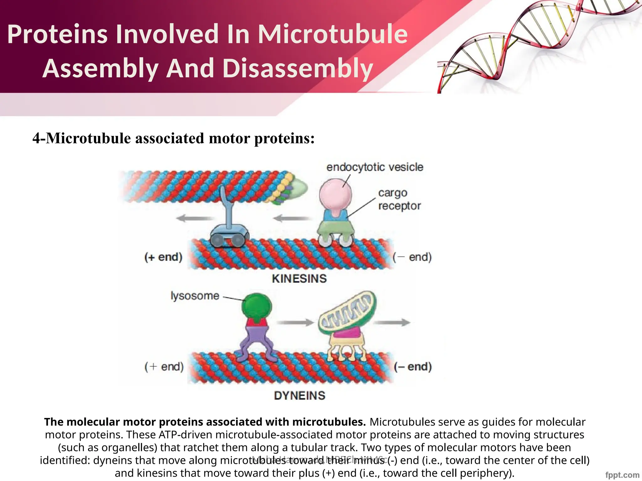 Maha Hammady,MBBCh,MMSc
Proteins Involved In Microtubule
Assembly And Disassembly
4-Microtubule associated motor proteins:
The molecular motor proteins associated with microtubules. Microtubules serve as guides for molecular
motor proteins. These ATP-driven microtubule-associated motor proteins are attached to moving structures
(such as organelles) that ratchet them along a tubular track. Two types of molecular motors have been
identified: dyneins that move along microtubules toward their minus (-) end (i.e., toward the center of the cell)
and kinesins that move toward their plus (+) end (i.e., toward the cell periphery).
 