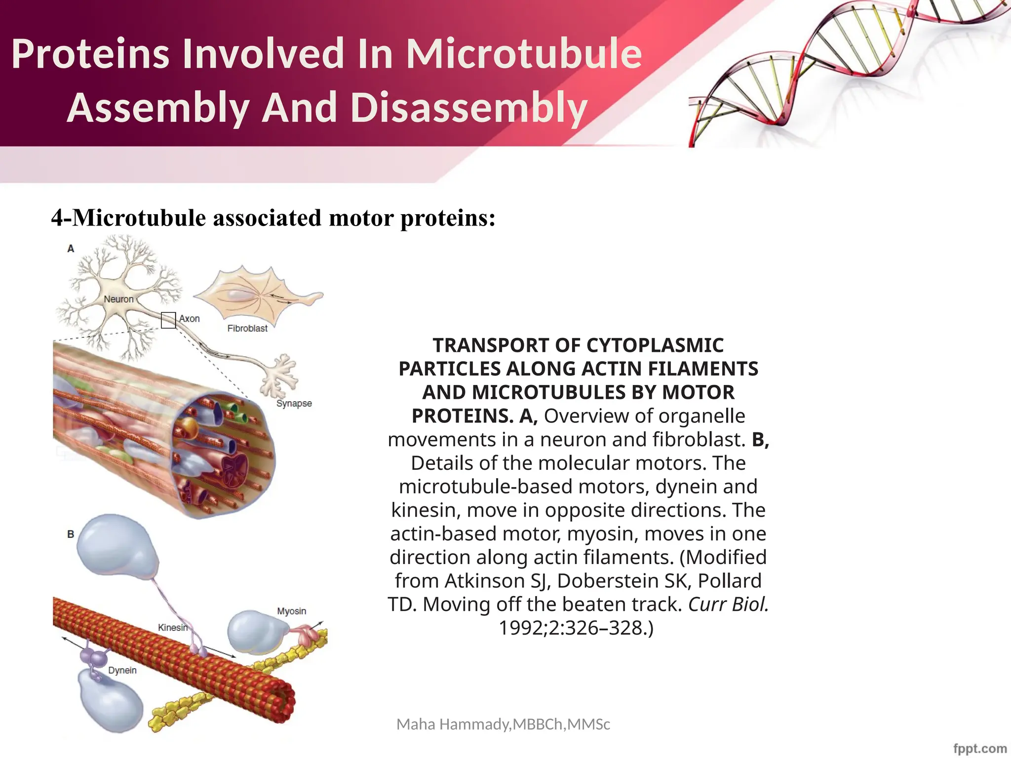 Maha Hammady,MBBCh,MMSc
Proteins Involved In Microtubule
Assembly And Disassembly
4-Microtubule associated motor proteins:
TRANSPORT OF CYTOPLASMIC
PARTICLES ALONG ACTIN FILAMENTS
AND MICROTUBULES BY MOTOR
PROTEINS. A, Overview of organelle
movements in a neuron and fibroblast. B,
Details of the molecular motors. The
microtubule-based motors, dynein and
kinesin, move in opposite directions. The
actin-based motor, myosin, moves in one
direction along actin filaments. (Modified
from Atkinson SJ, Doberstein SK, Pollard
TD. Moving off the beaten track. Curr Biol.
1992;2:326–328.)
 