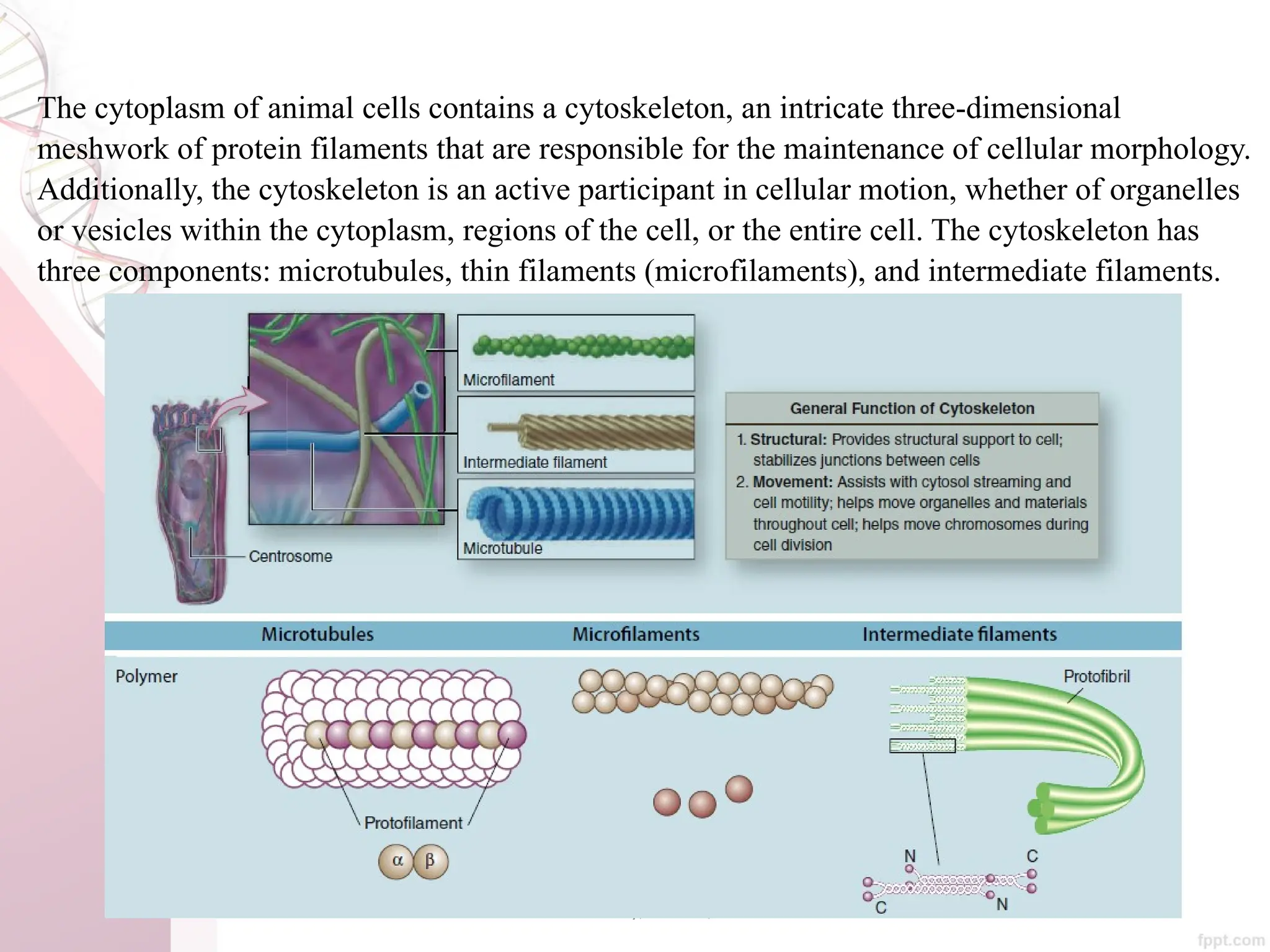 Maha Hammady,MBBCh,MMSc
The cytoplasm of animal cells contains a cytoskeleton, an intricate three-dimensional
meshwork of protein filaments that are responsible for the maintenance of cellular morphology.
Additionally, the cytoskeleton is an active participant in cellular motion, whether of organelles
or vesicles within the cytoplasm, regions of the cell, or the entire cell. The cytoskeleton has
three components: microtubules, thin filaments (microfilaments), and intermediate filaments.
 
