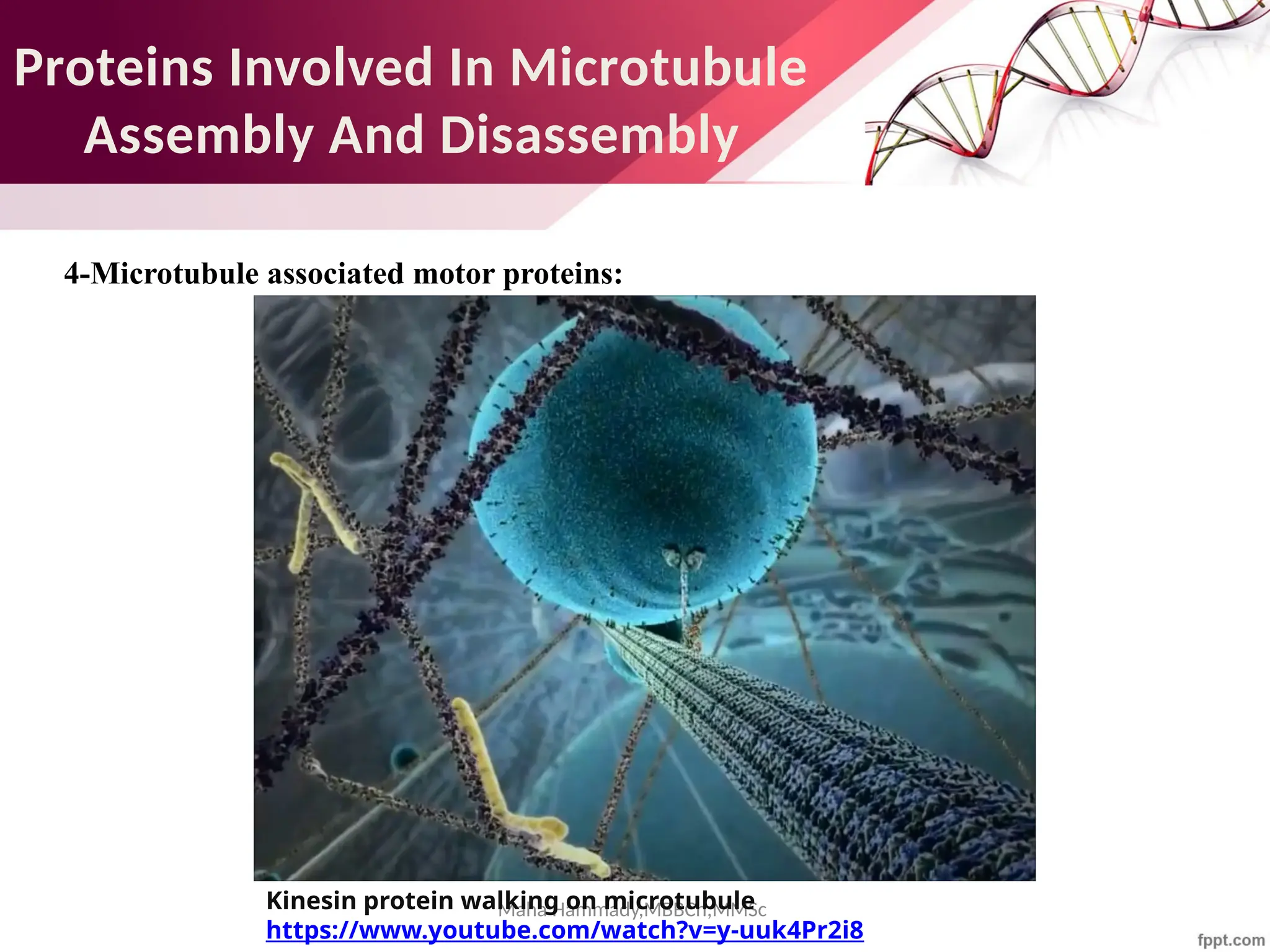 Maha Hammady,MBBCh,MMSc
Proteins Involved In Microtubule
Assembly And Disassembly
4-Microtubule associated motor proteins:
Kinesin protein walking on microtubule
https://www.youtube.com/watch?v=y-uuk4Pr2i8
 
